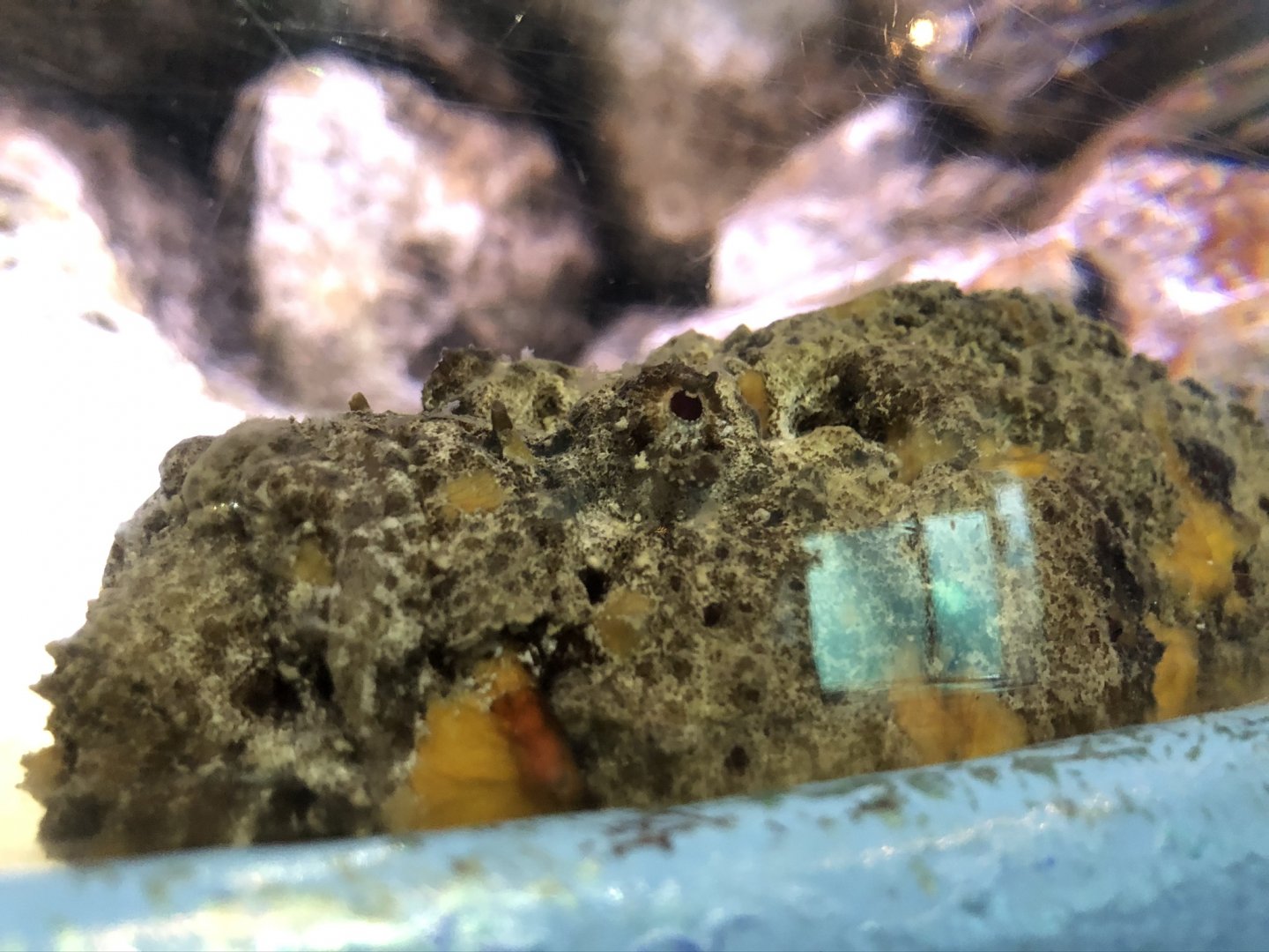 Stonefish at Tynemouth Aquarium (2019)