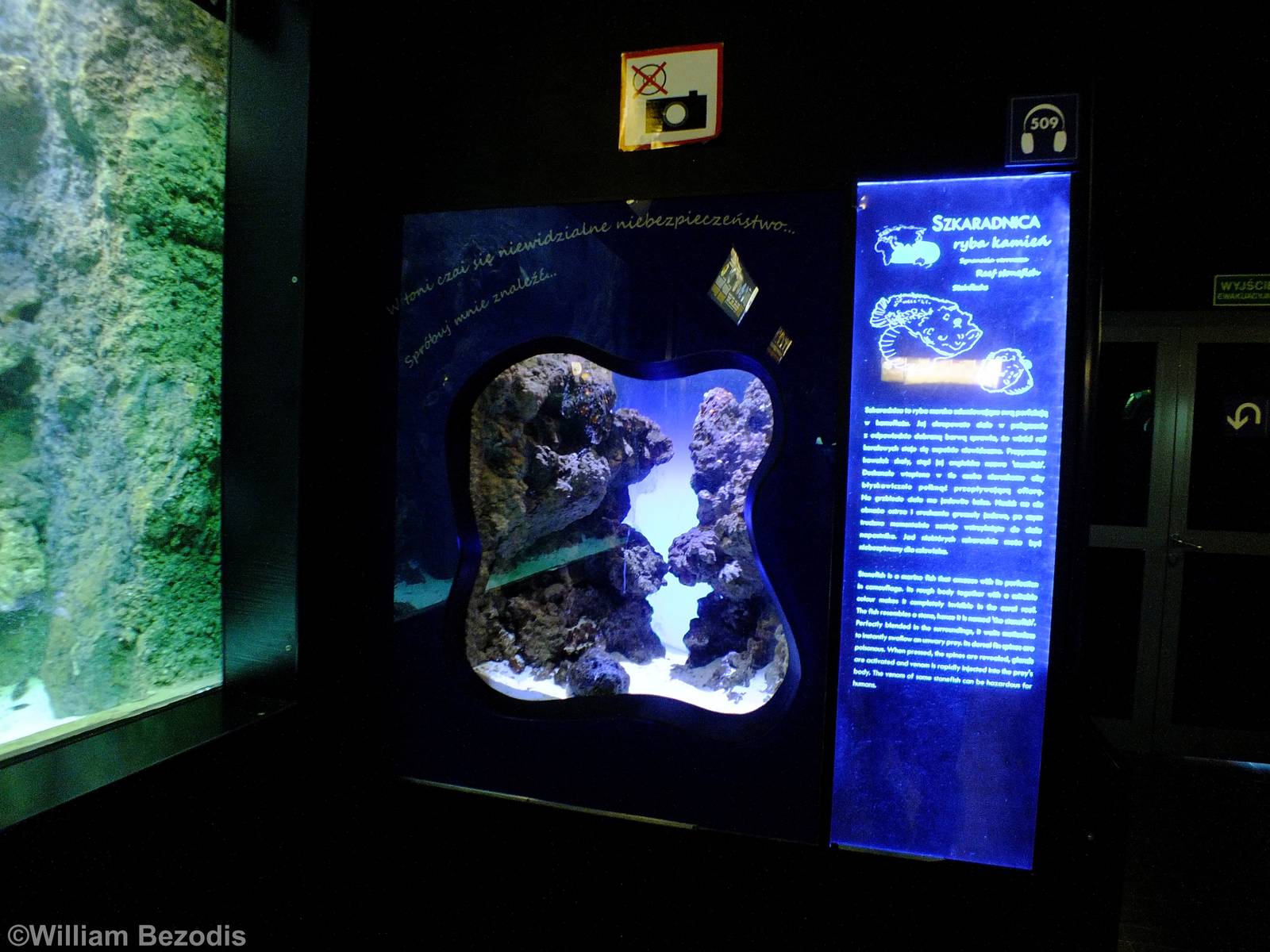 Stonefish Exhibit - Gdynia Aquarium