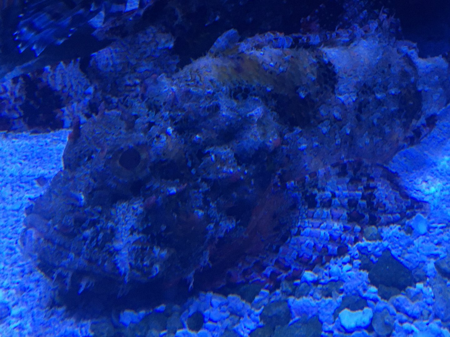 Stonefish ID?