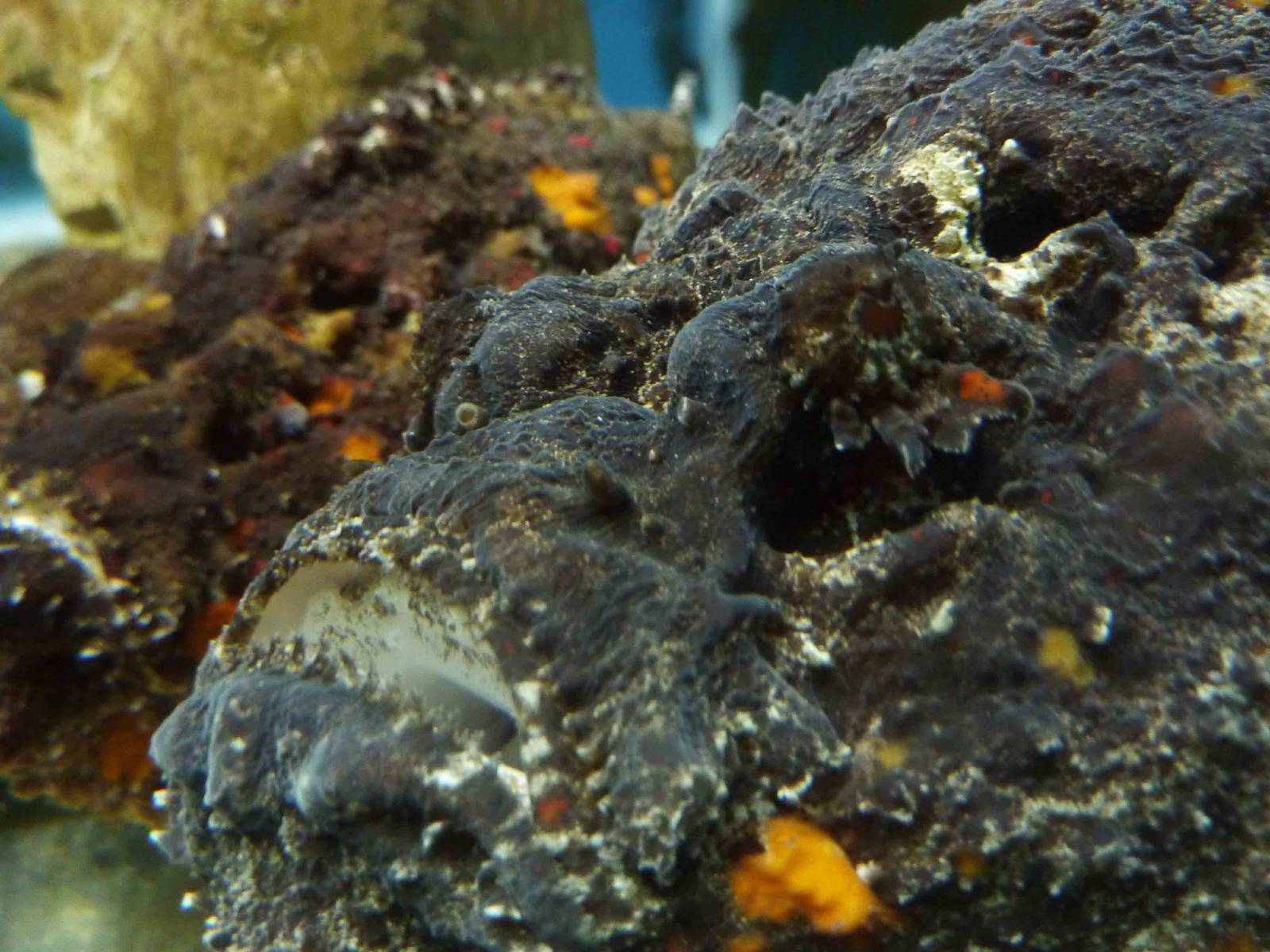 Stonefish, May 2013.