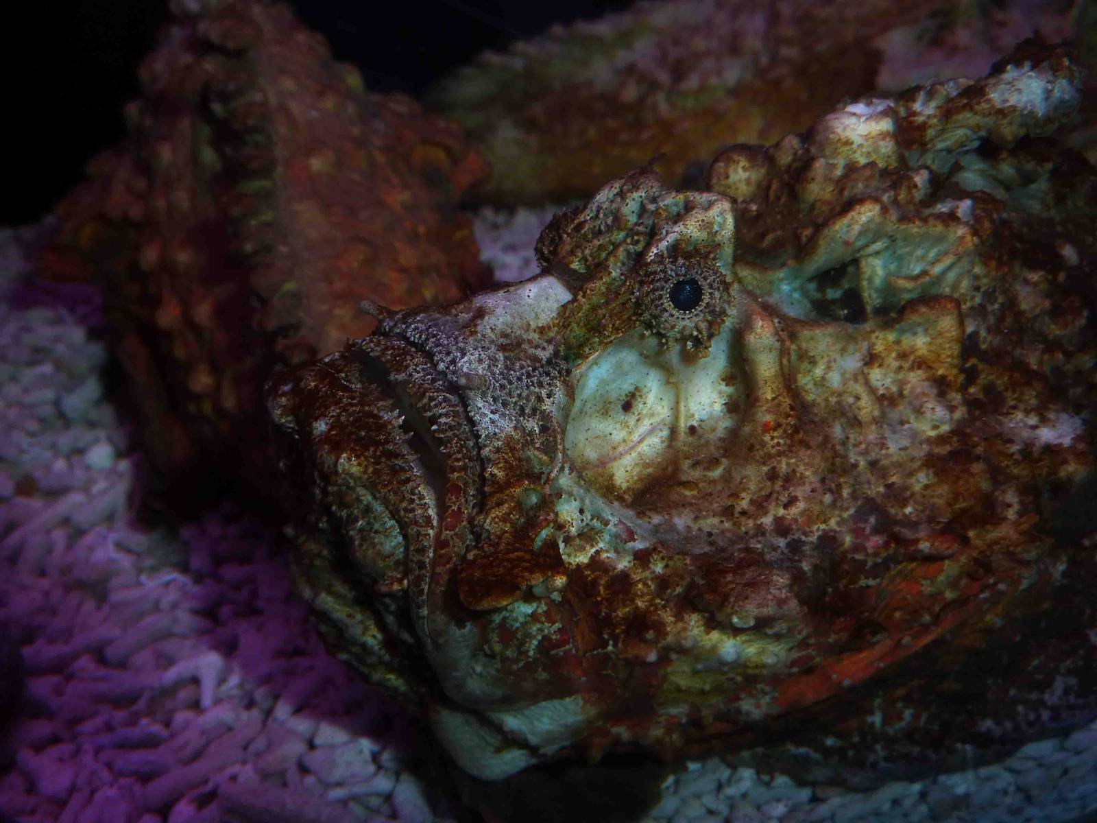 Stonefish, May 2013.