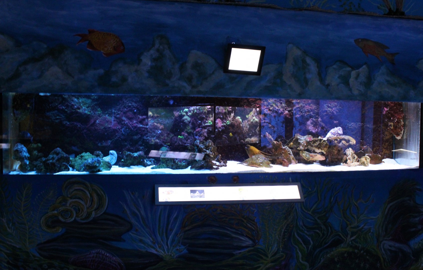 Stonefish - Moray aquarium