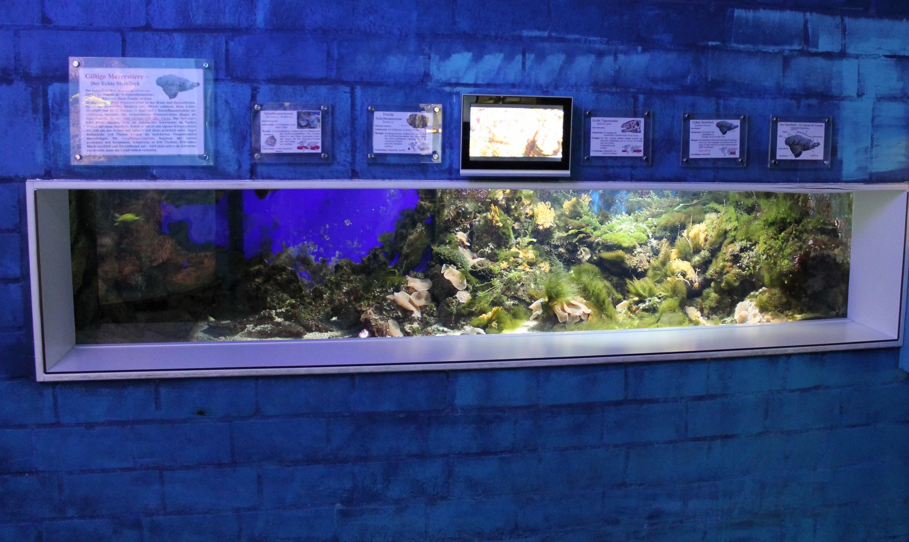 Stonefish - moreyeel tank