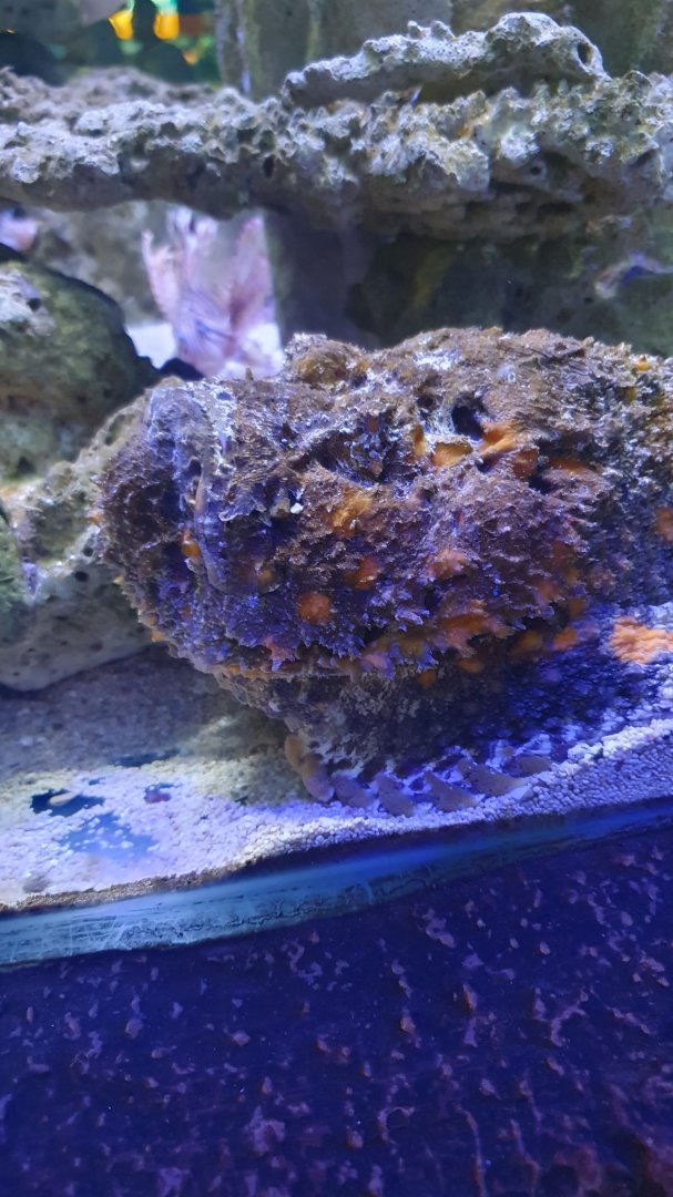 Stonefish (Synanceia sp.)