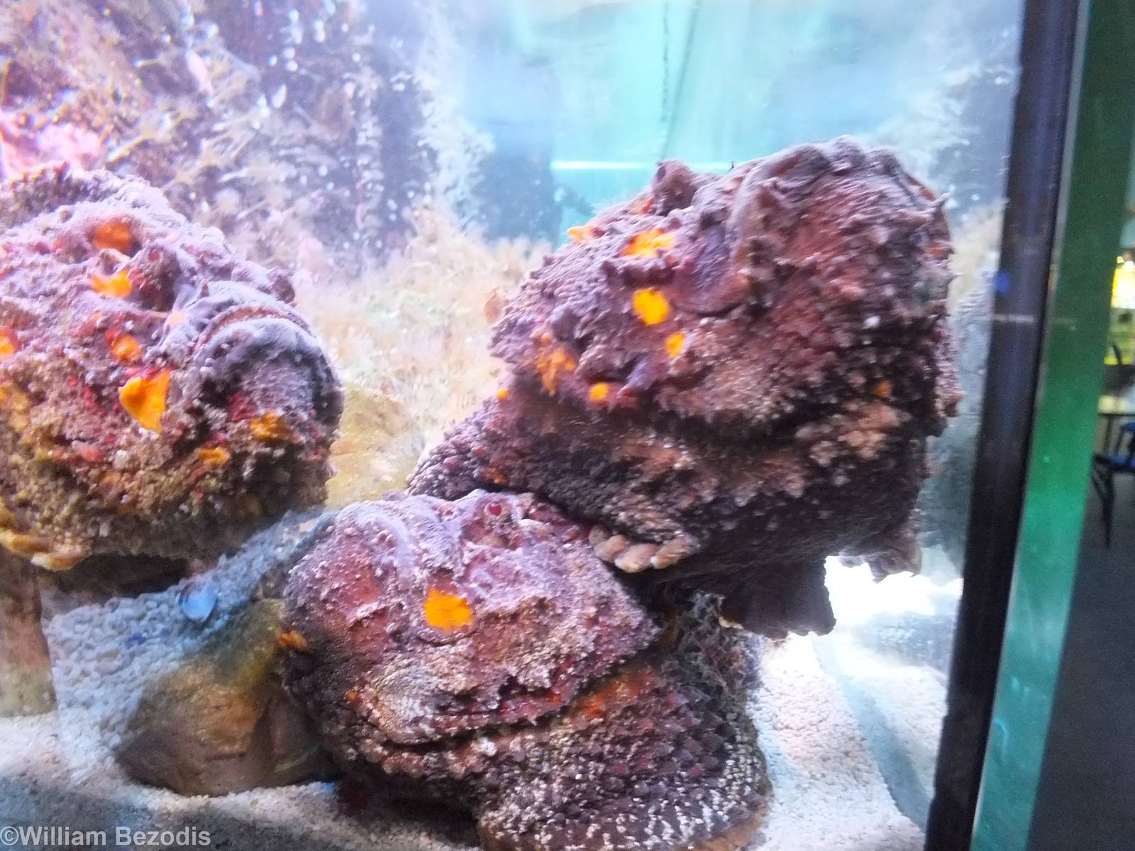 Stonefish - Synanceia verrucosa