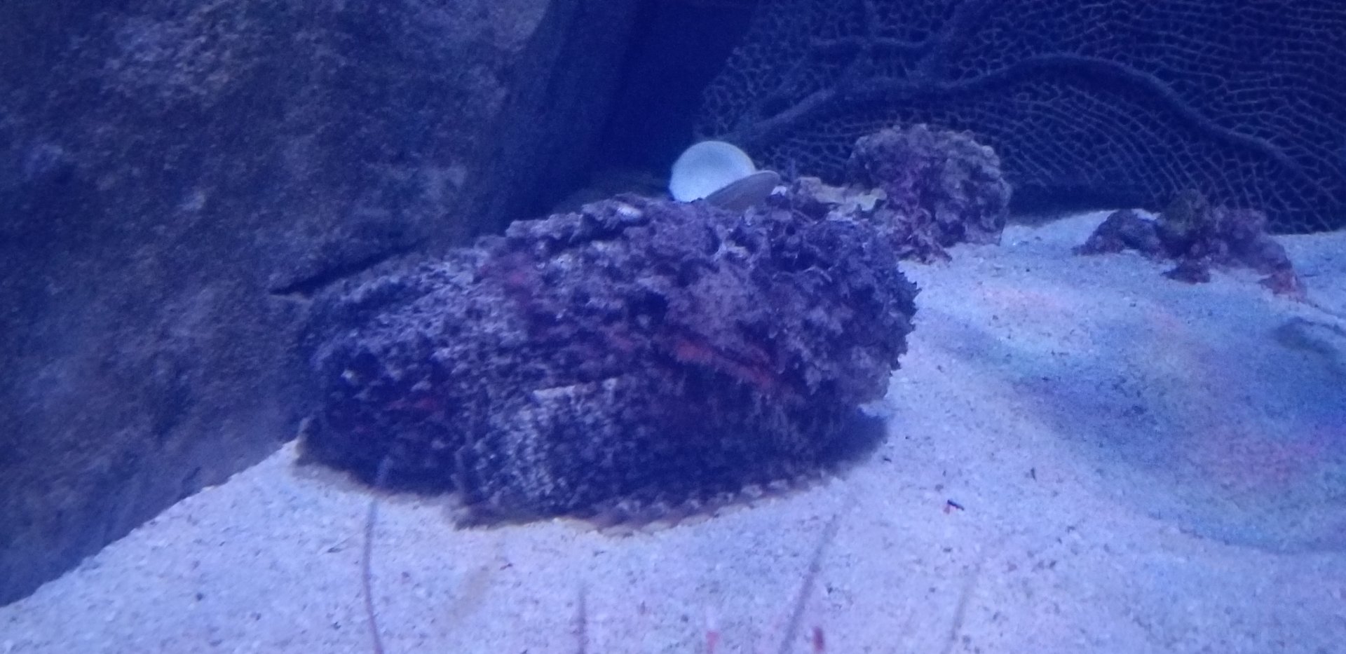 Stonefish (Synanceia verrucosa)