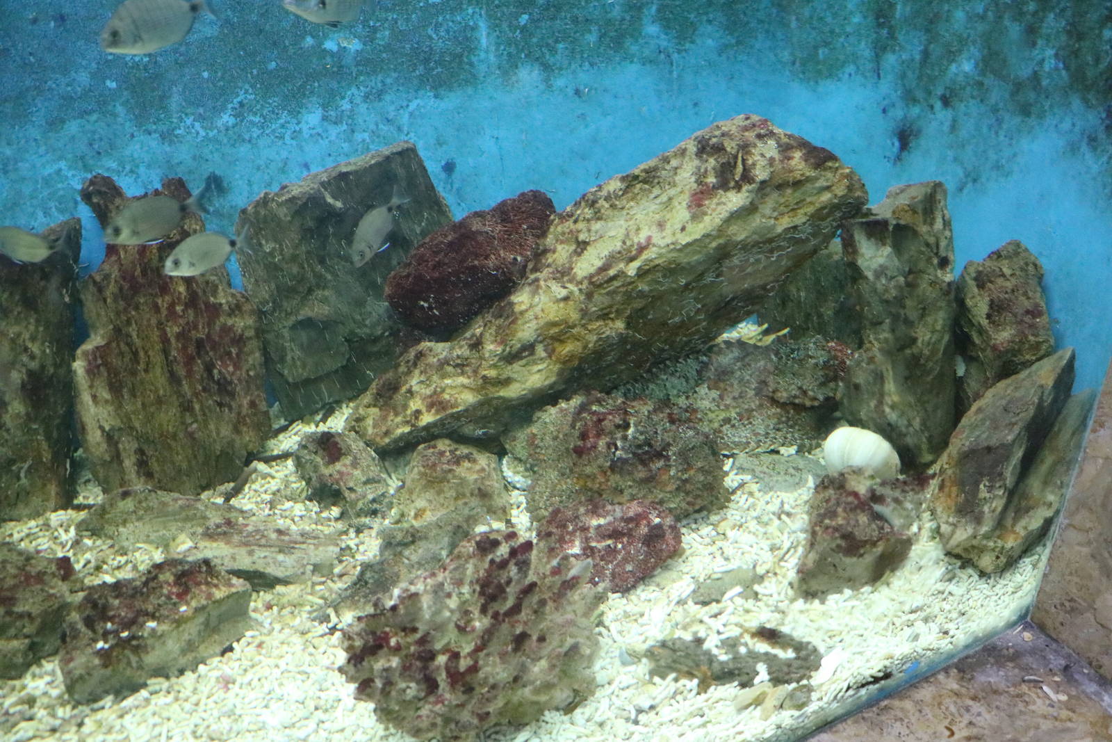 Stonefish tank, February 2016