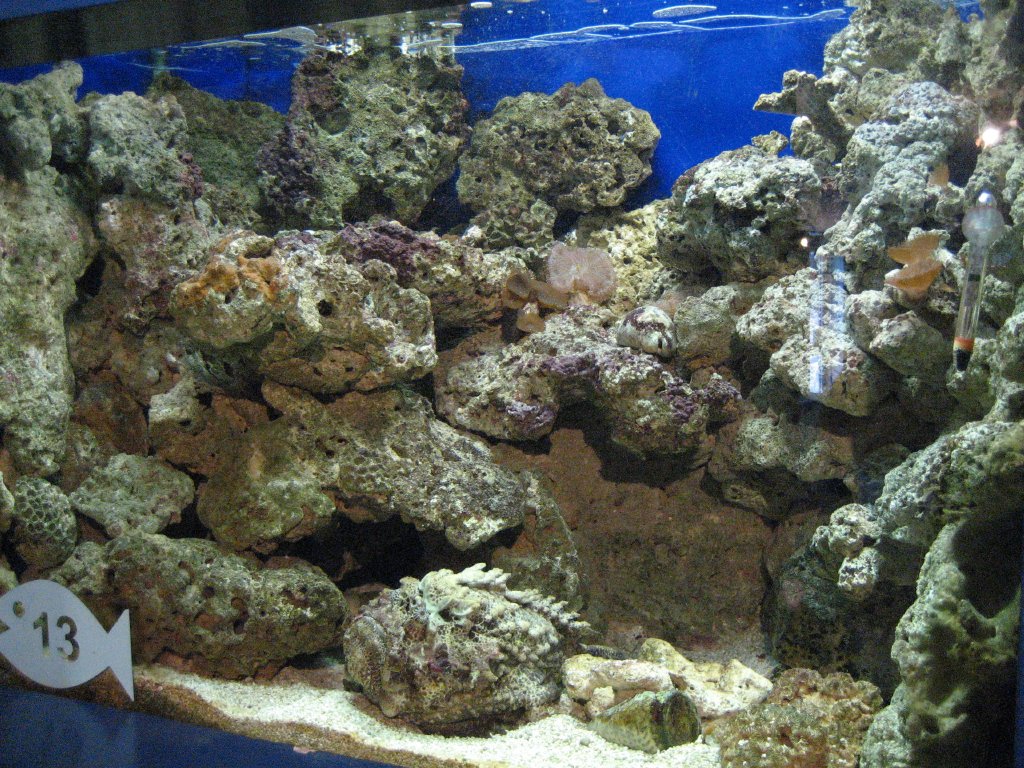 Stonefish tank