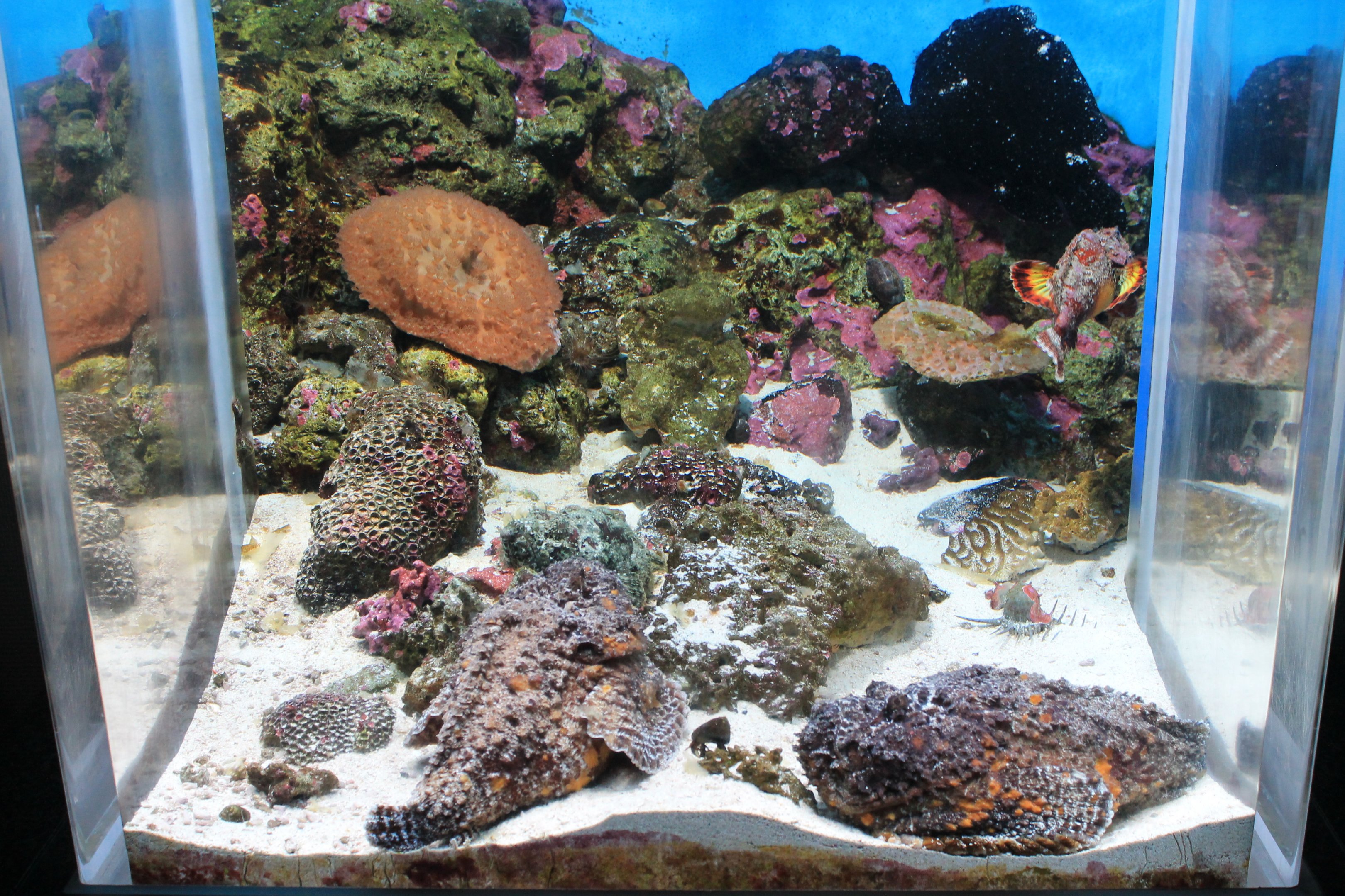 Stonefish tank
