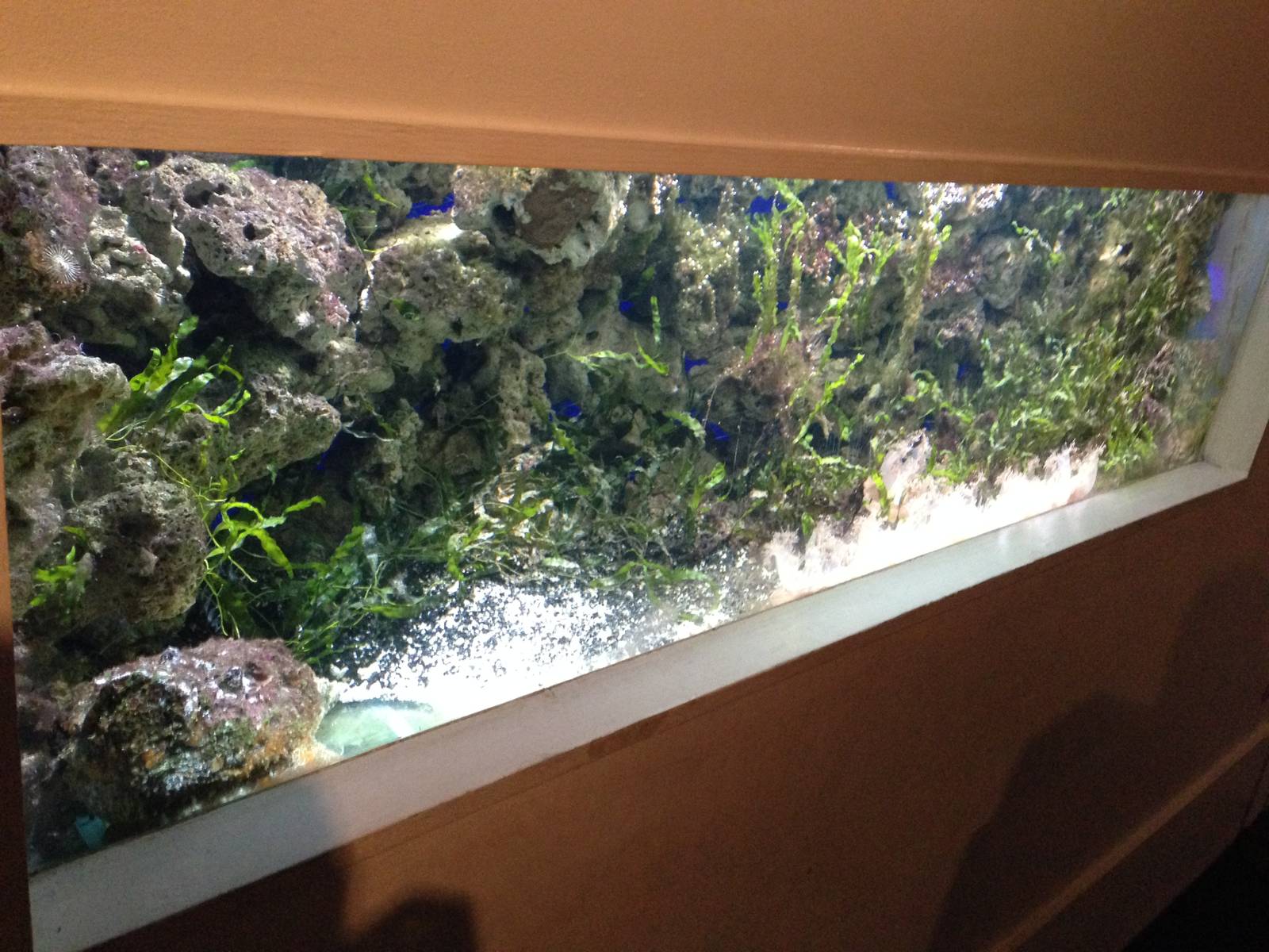 Stonefish / Upside-down Jellyfish Tank at Blue Planet Aquarium - 05/10/2013