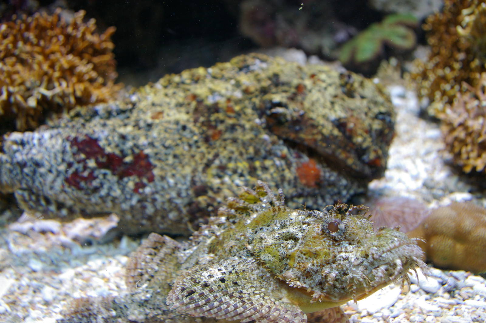 stonefish