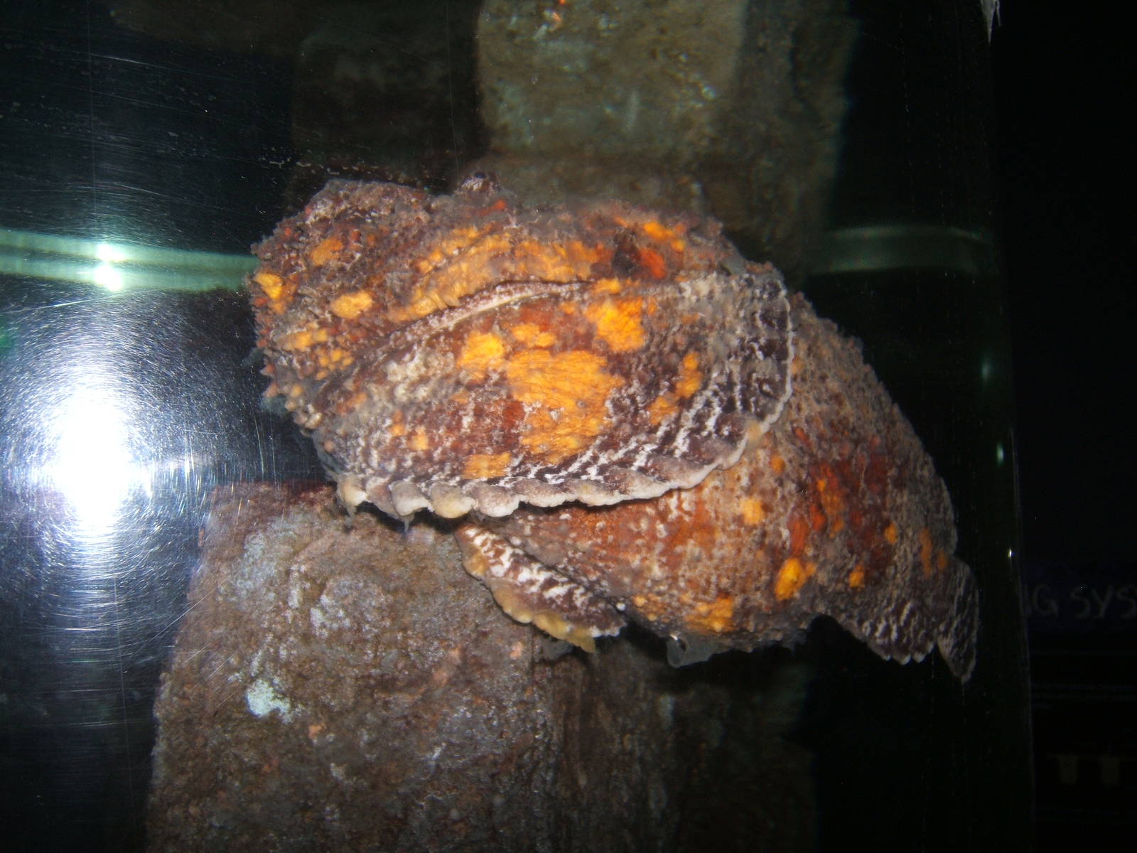 Stonefish
