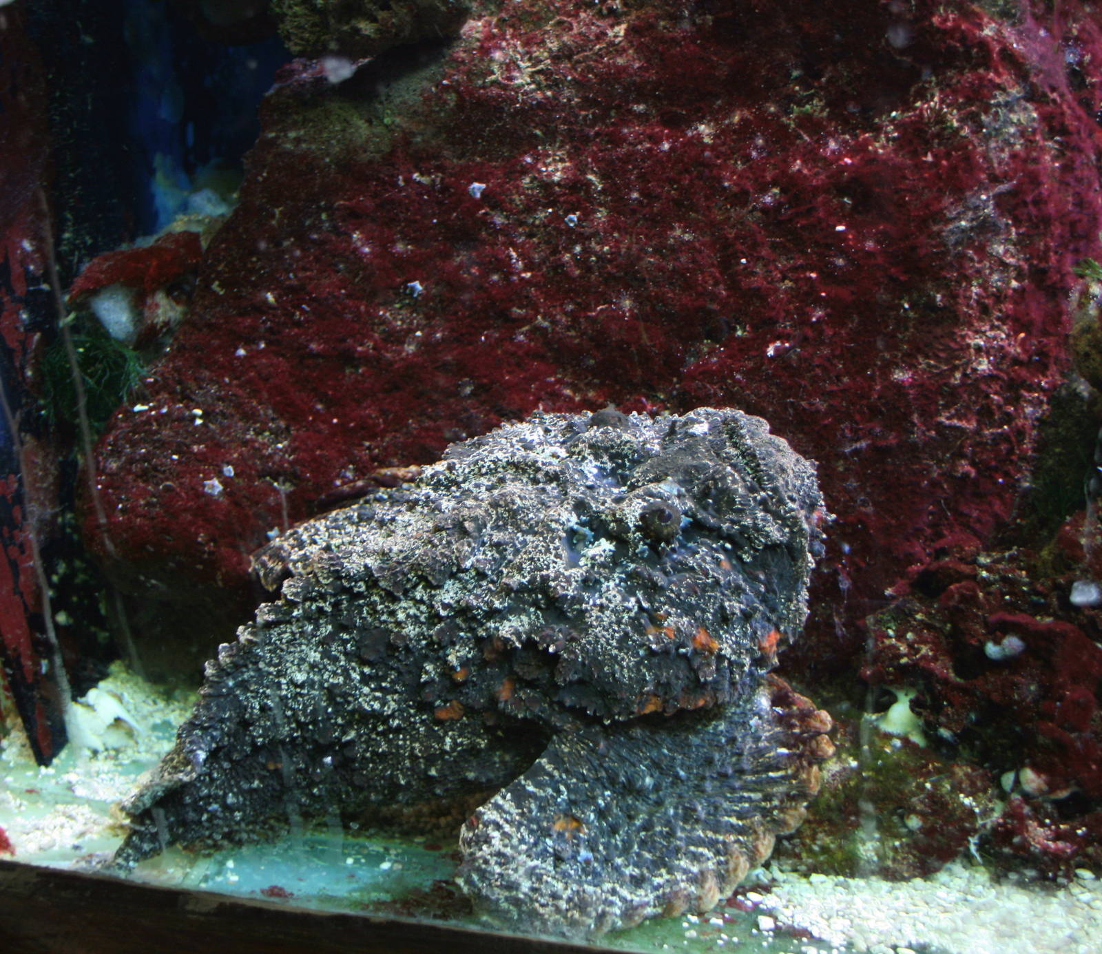 Stonefish