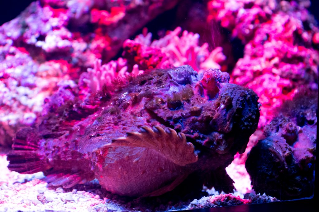 Stonefish