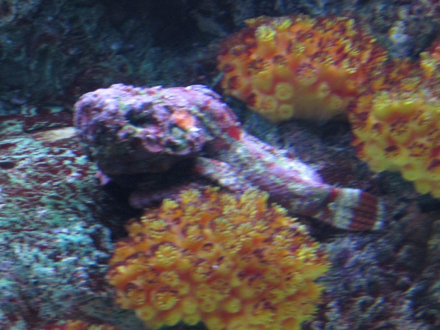 stonefish