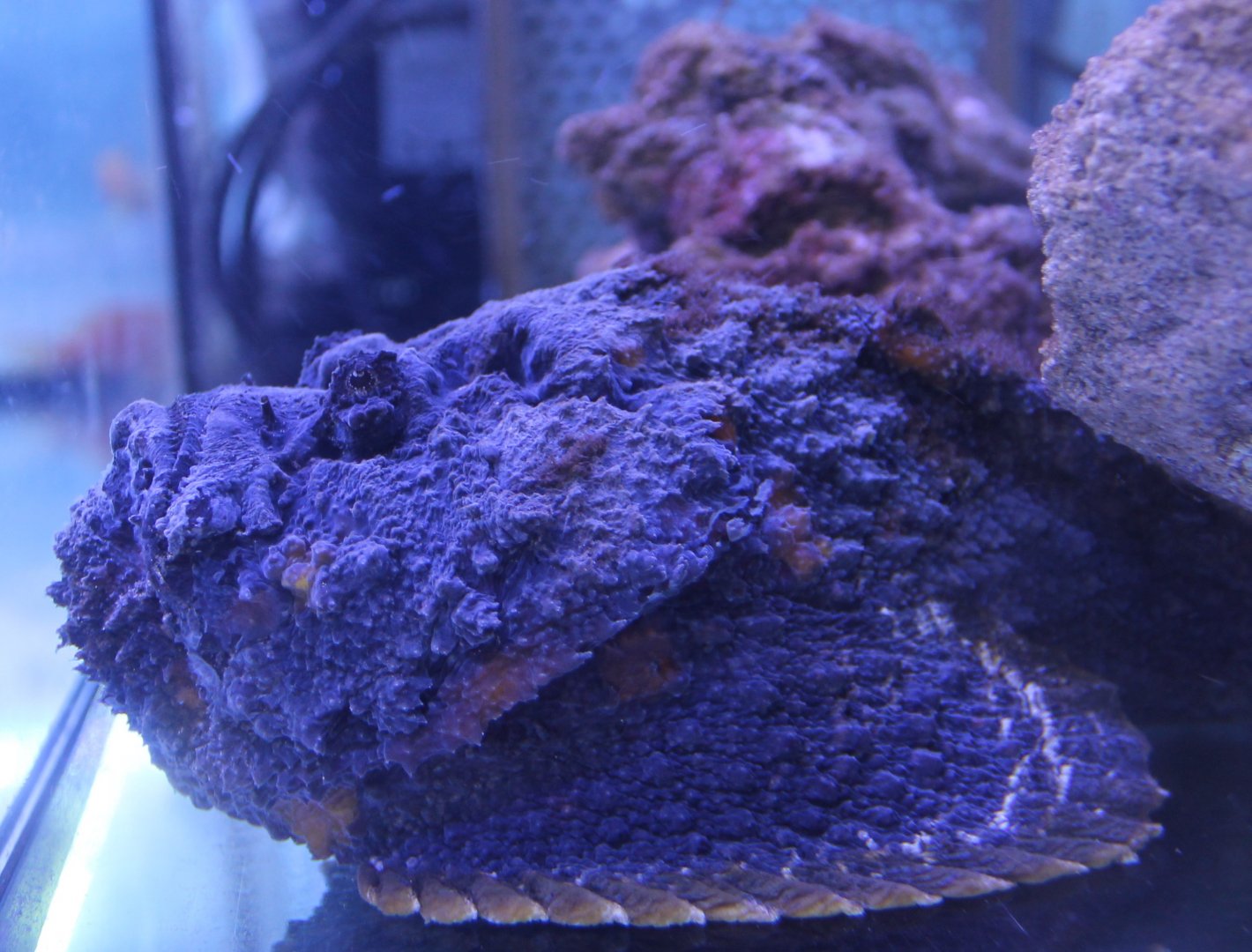 Stonefish