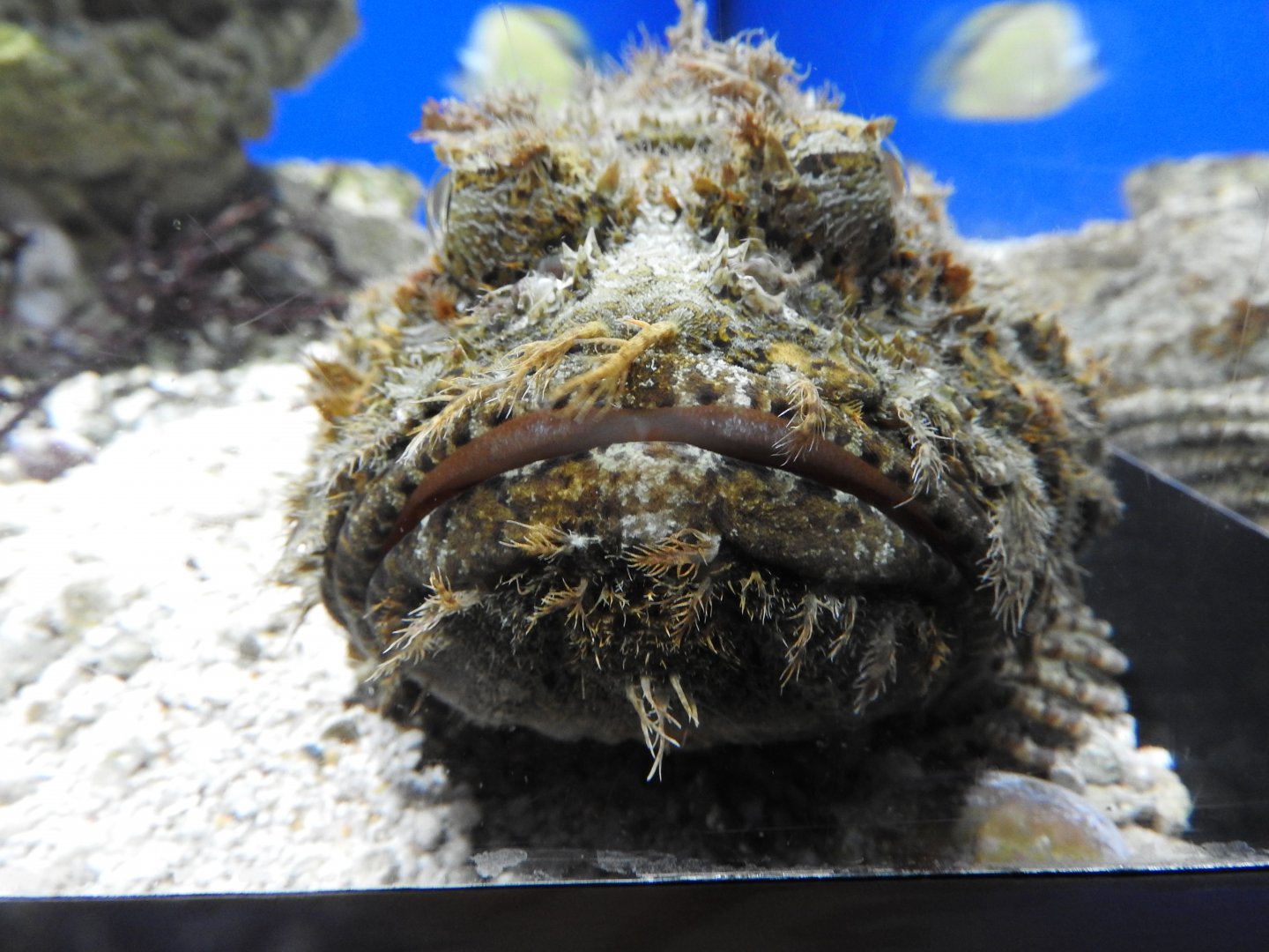 Stonefish