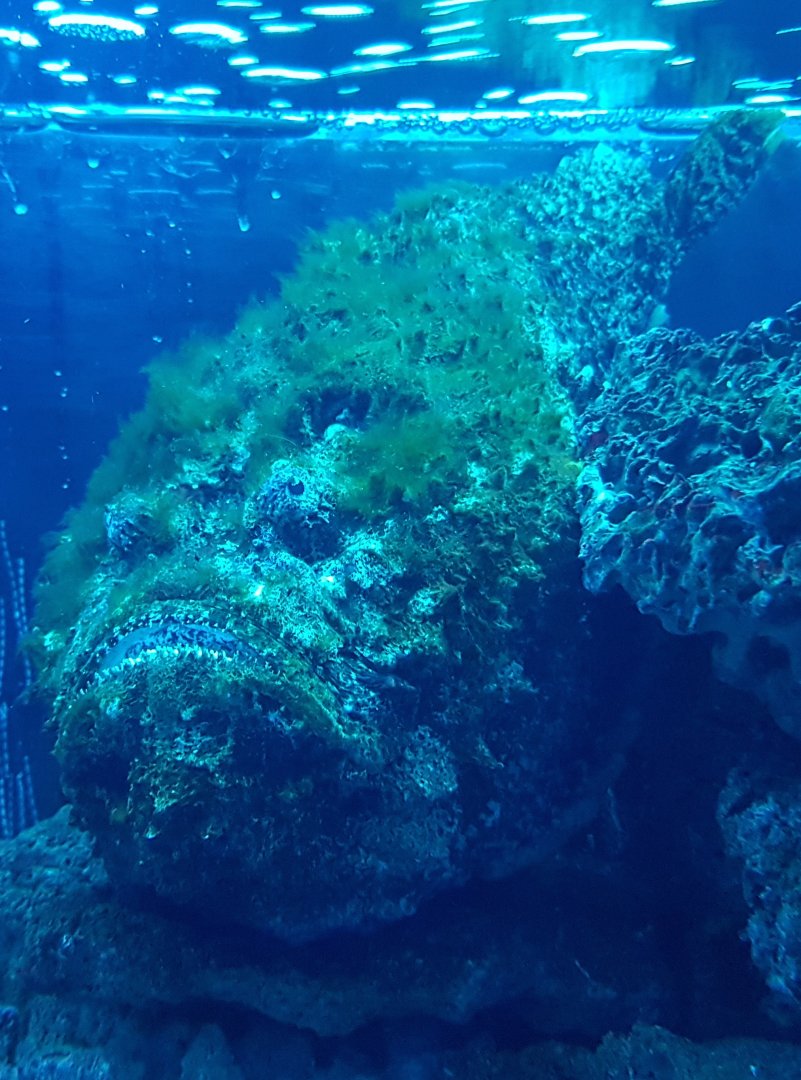 Stonefish