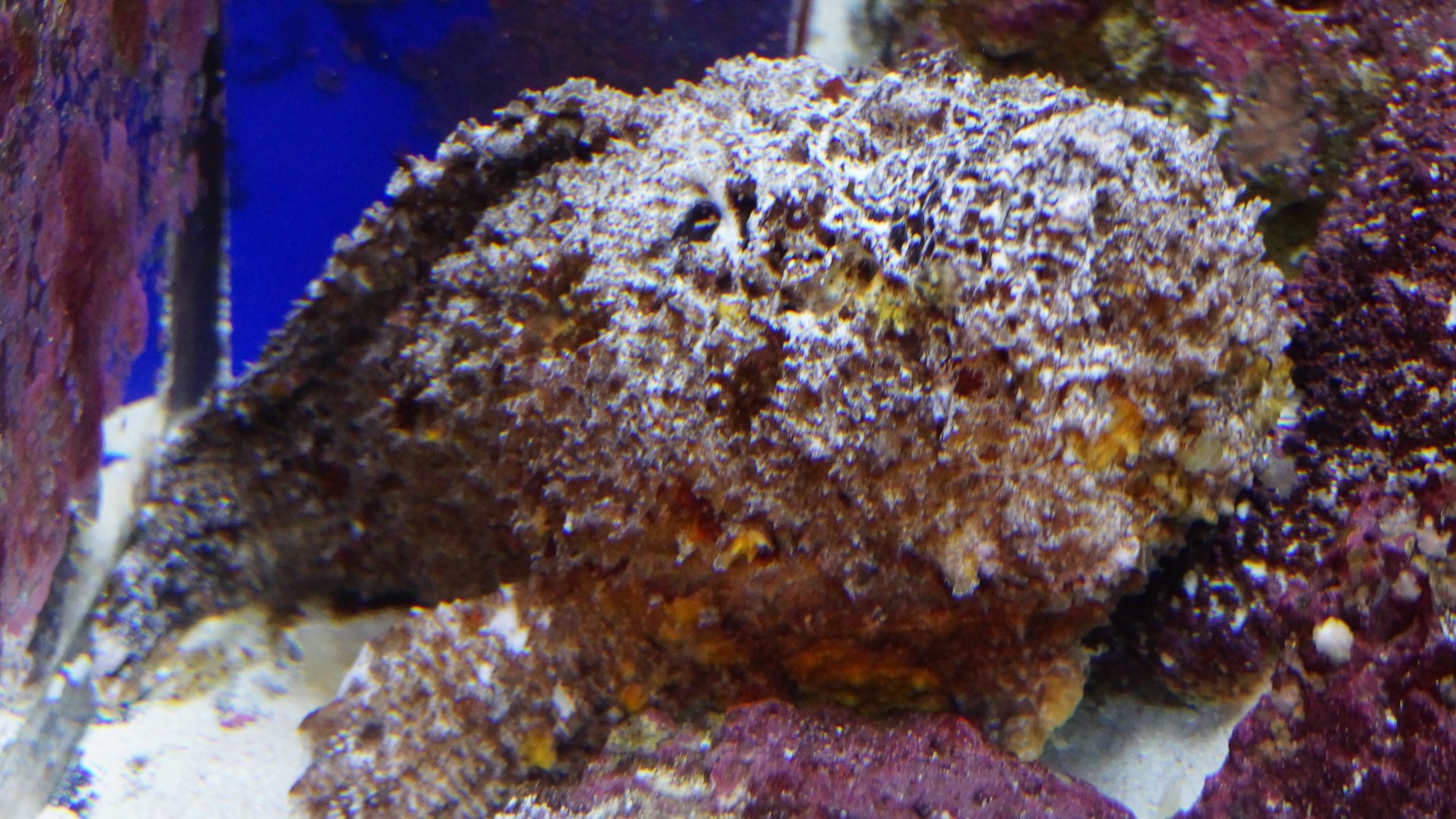 Stonefish