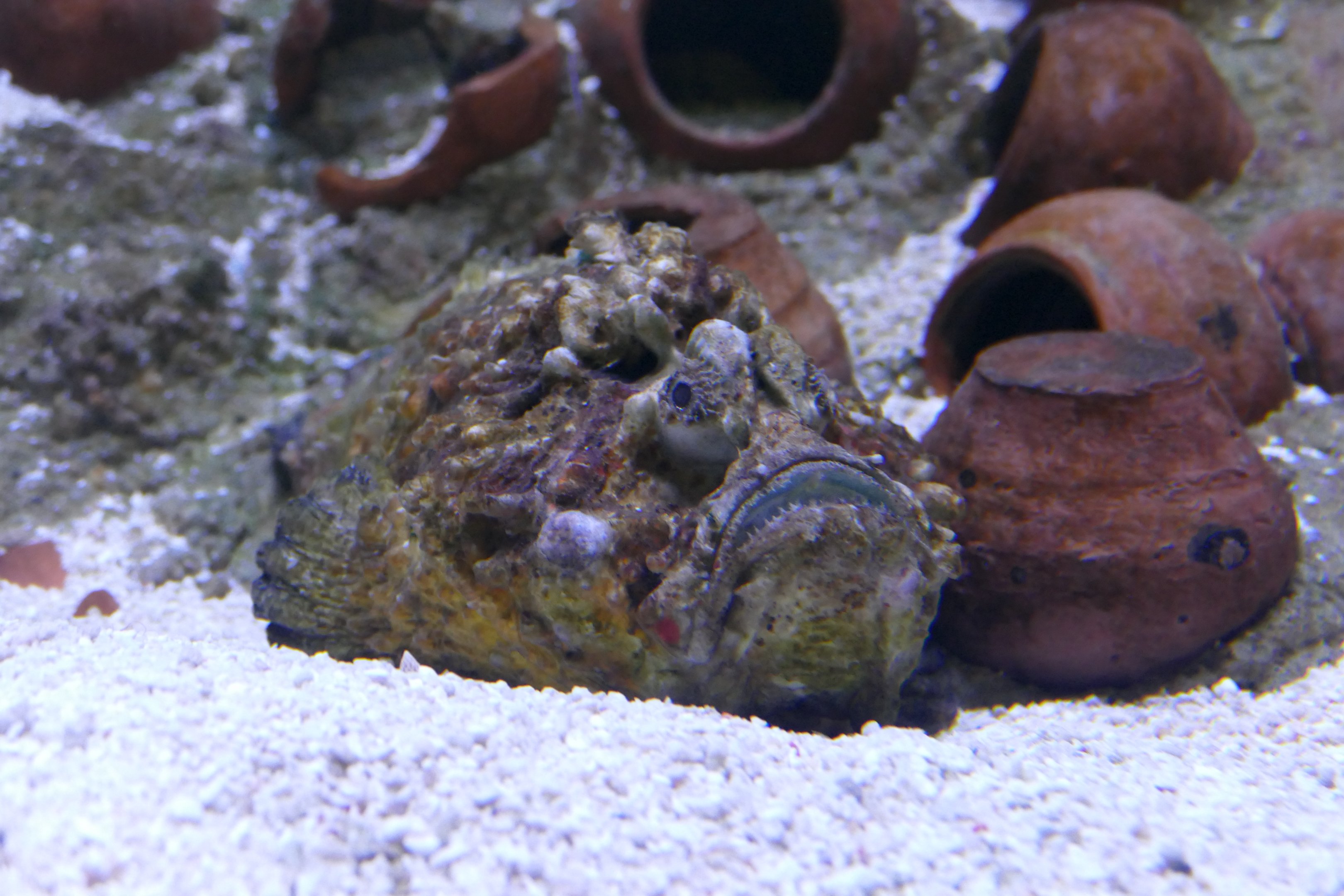 Stonefish