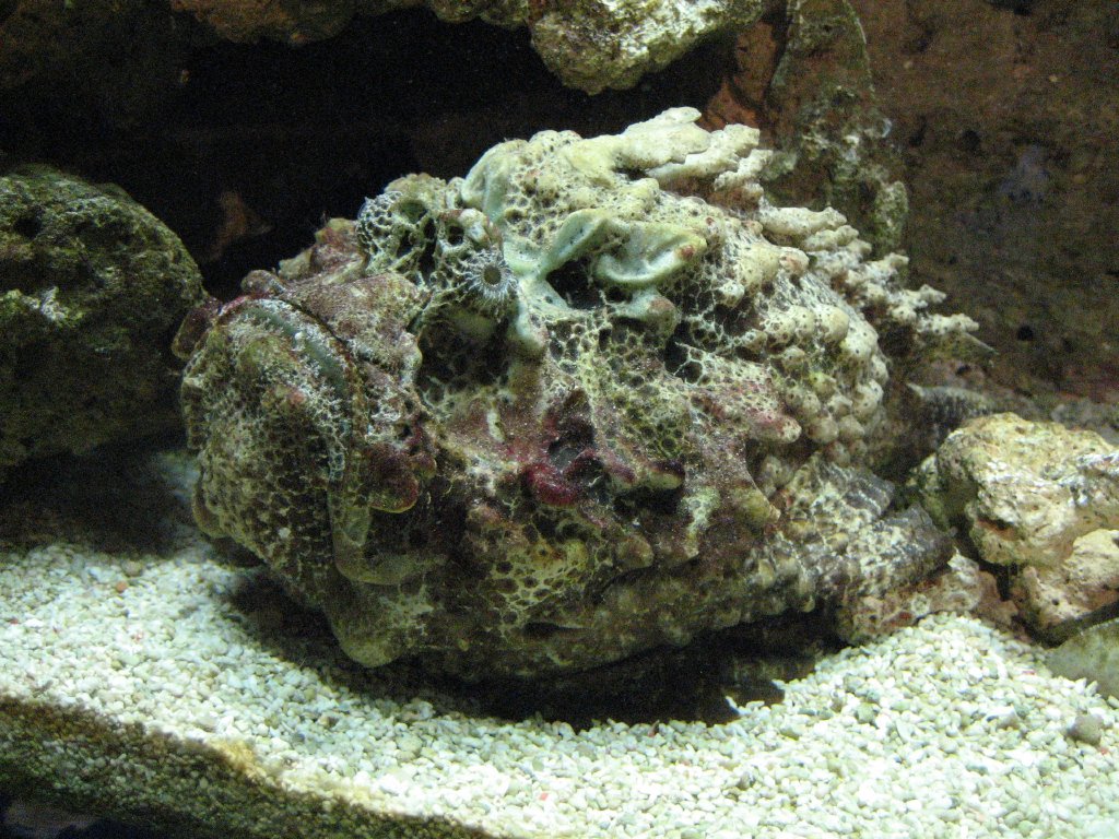 Stonefish