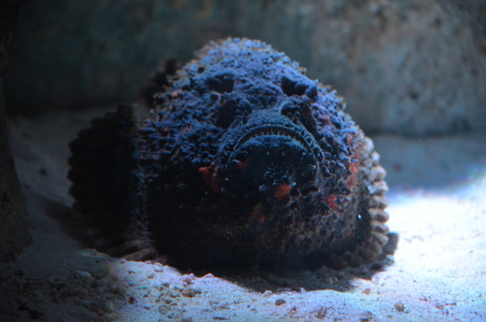 Stonefish