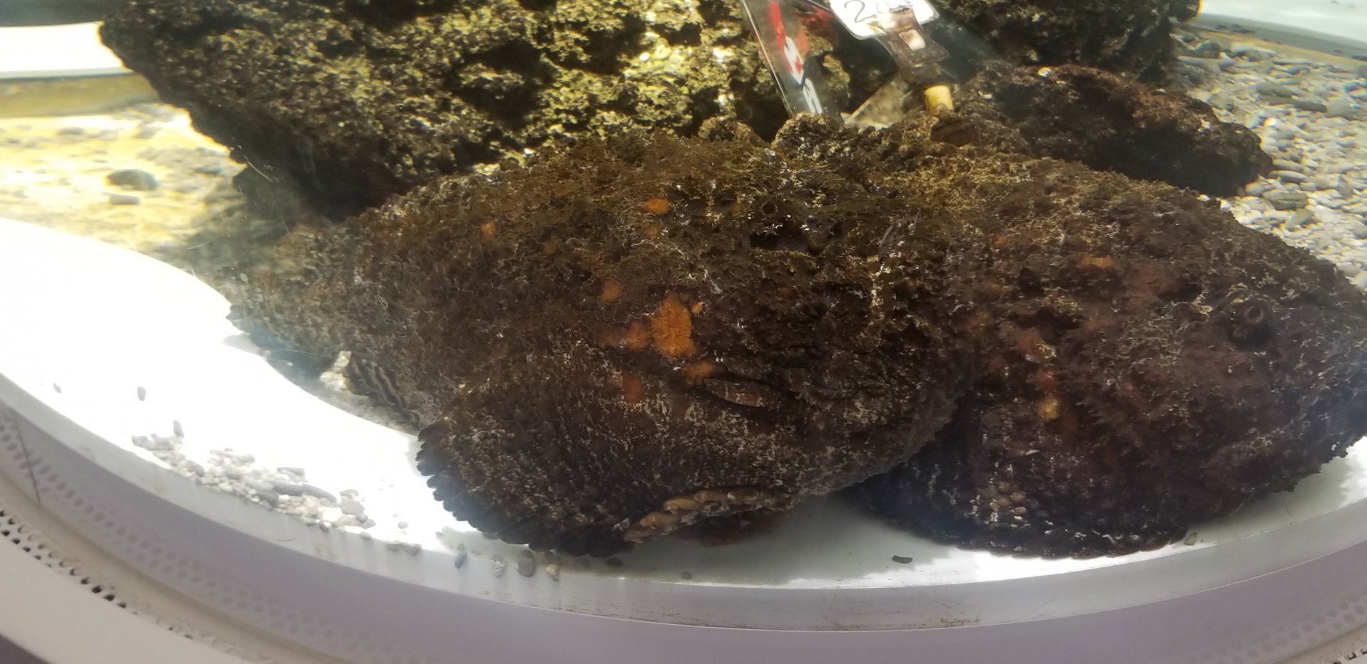Stonefish