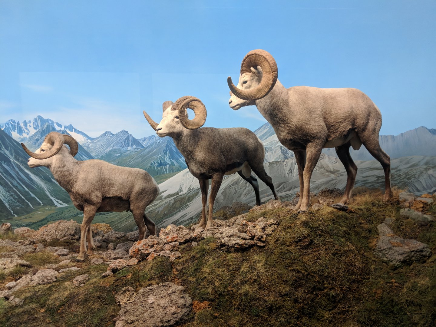 Stone's sheep (Ovis dalli stonei)