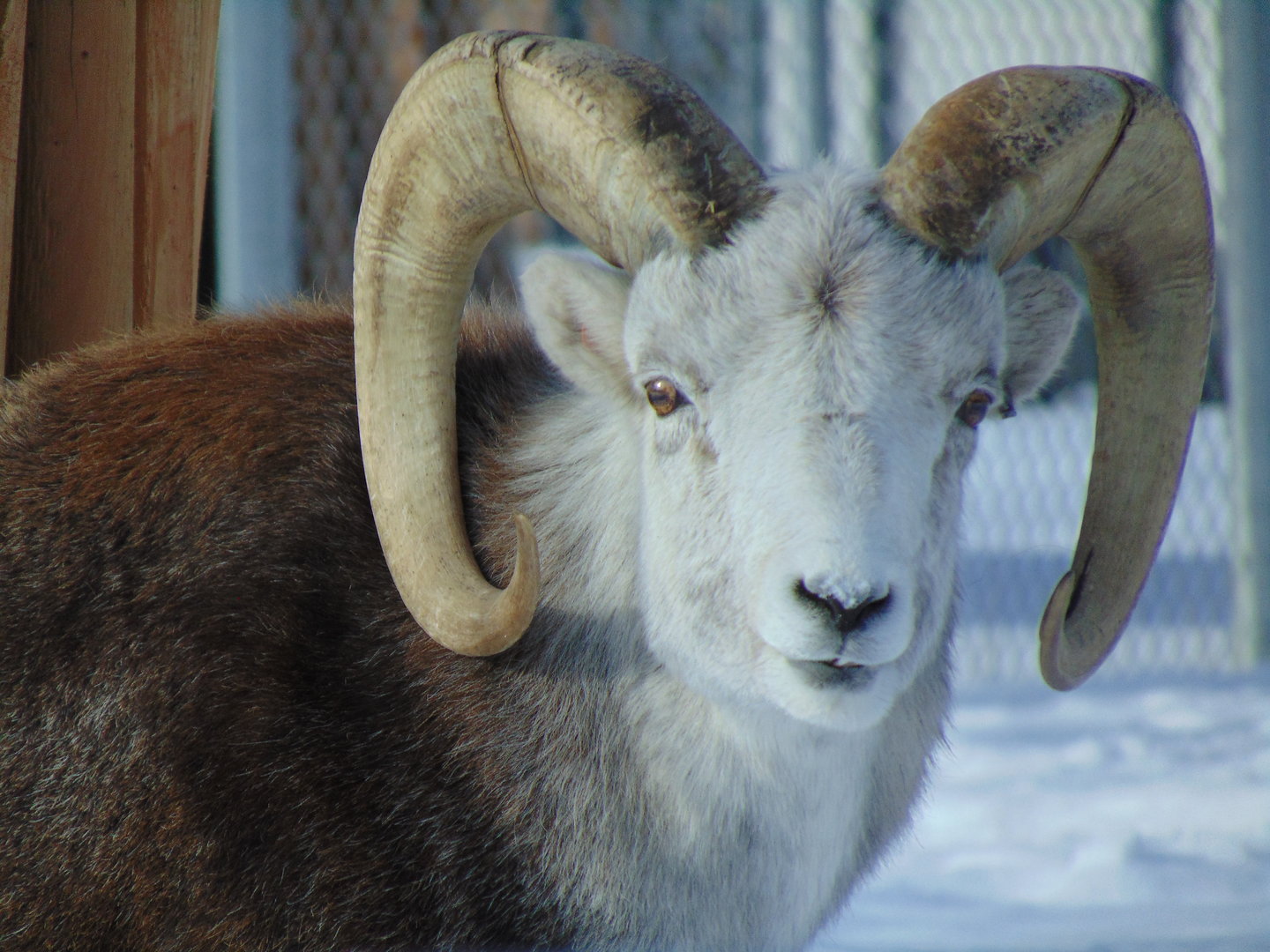 Stone’s Sheep (Ovis dalli stonei)