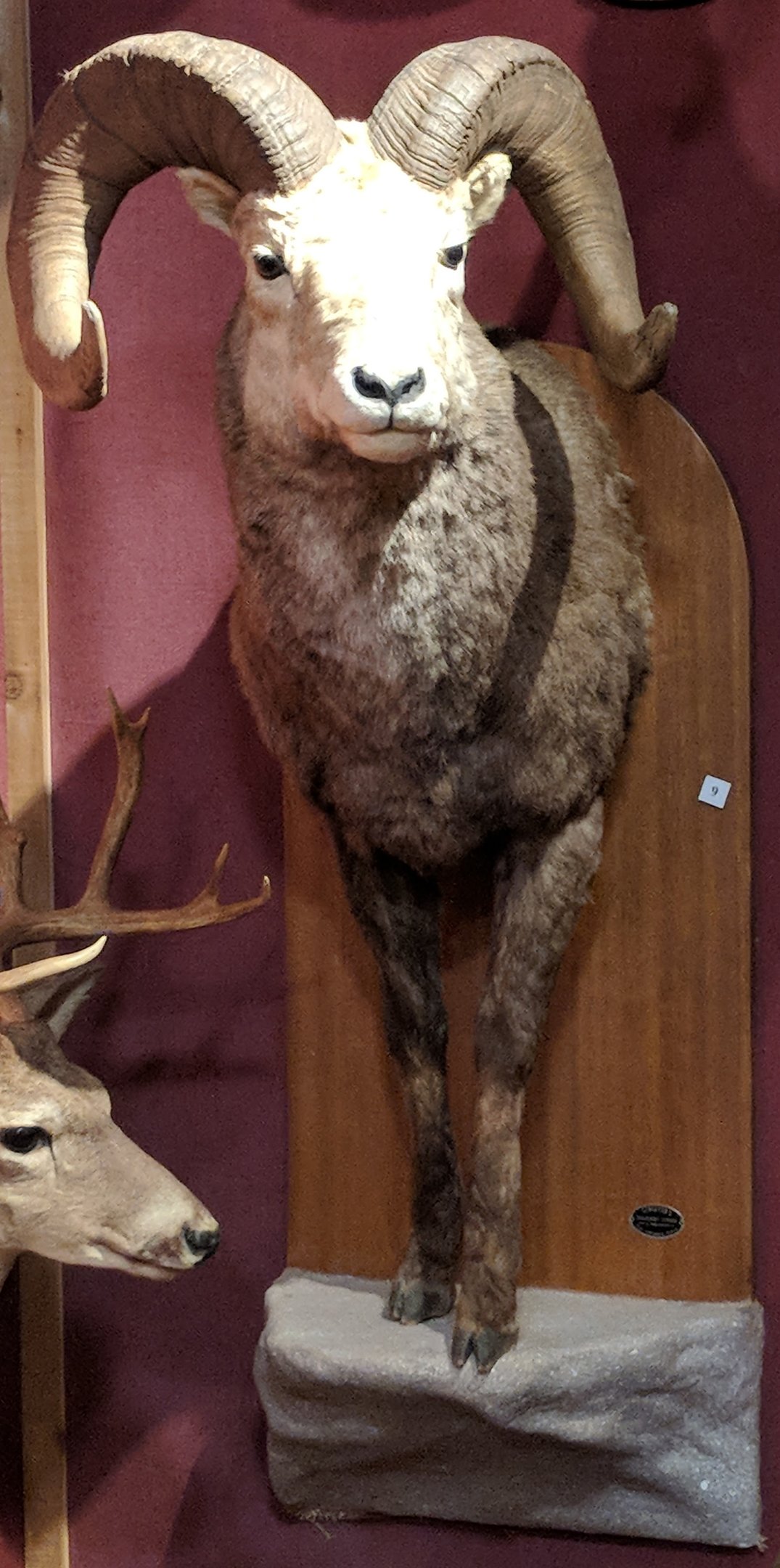 Stone's sheep (Ovis dalli stonei)