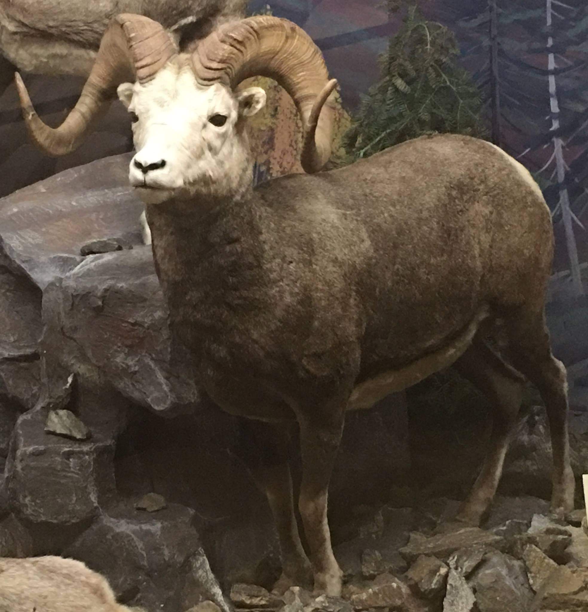 Stones sheep (Ovis dalli stonei)