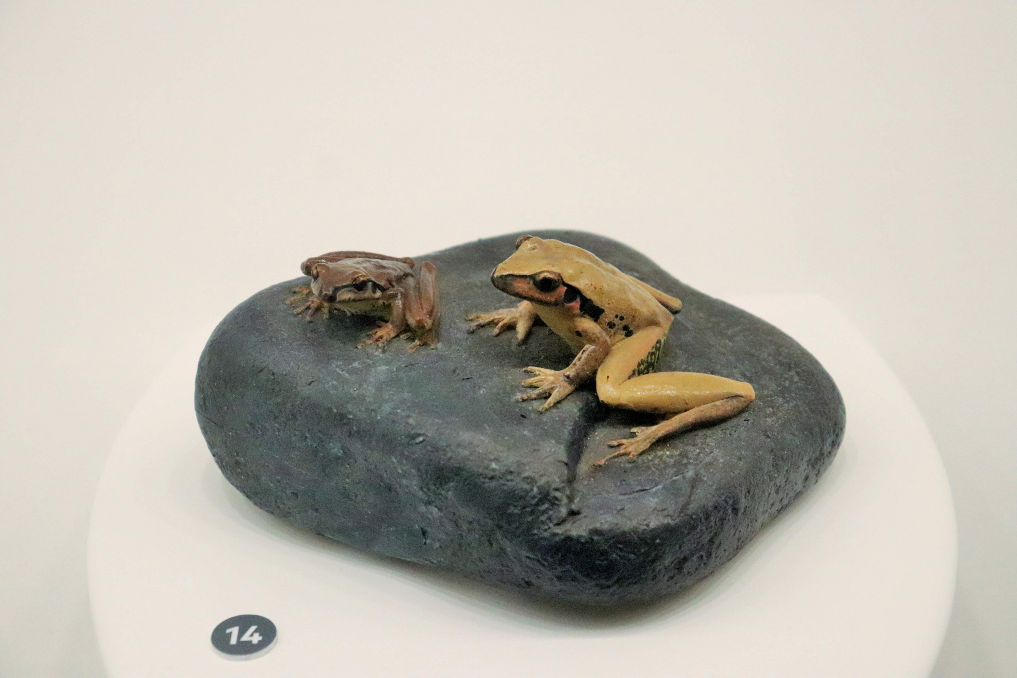 Stoney-Creek Frog (Litoria wilcoxii)