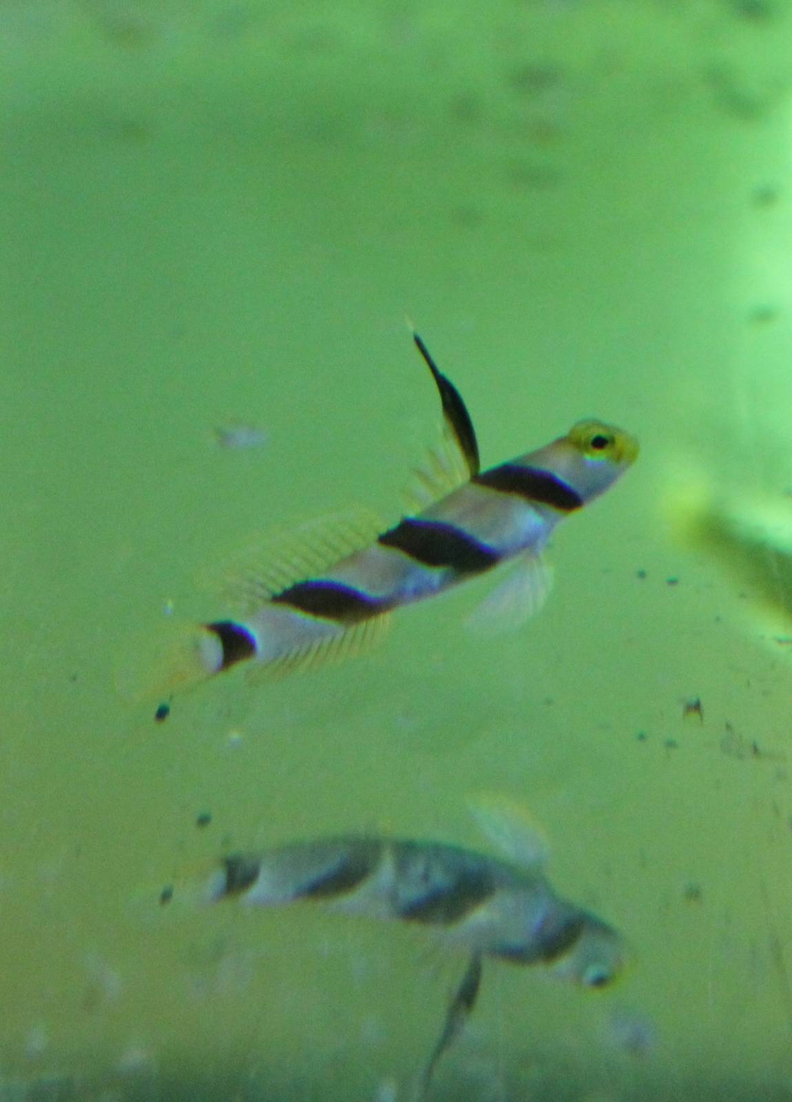 Stonogobiops nematodes