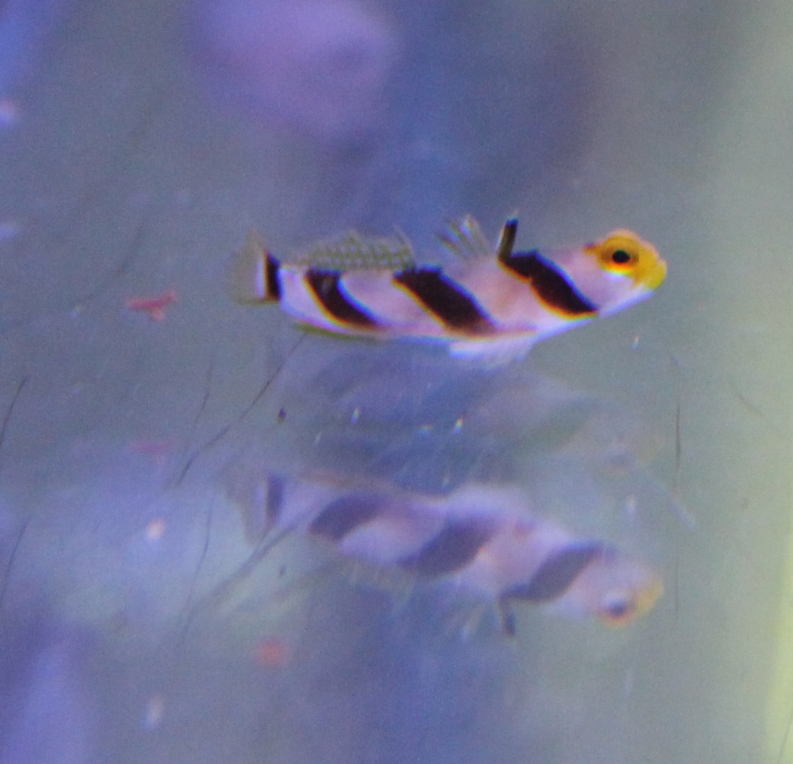 Stonogobiops nematodes