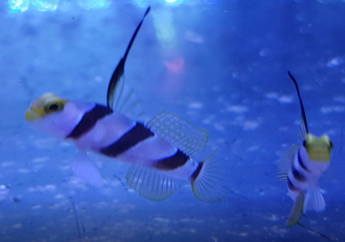 Stonogobiops nematodes