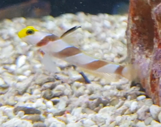 Stonogobiops nematodes