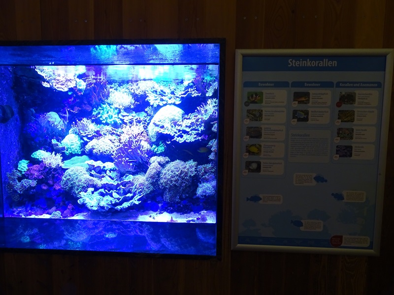 Stony coral aquarium