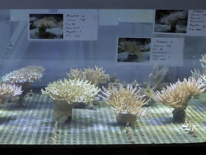 Stony coral culture