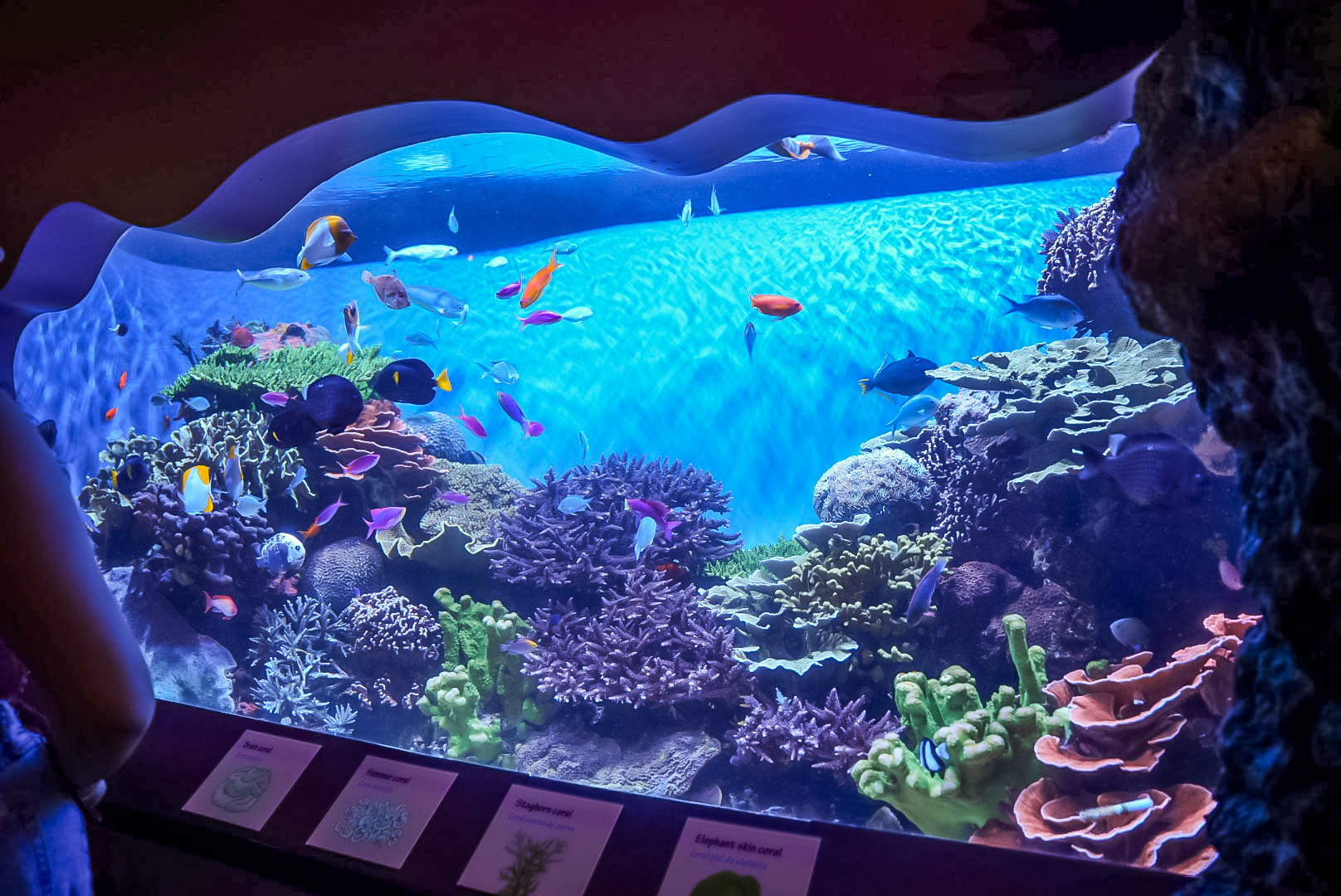 Stony Coral Reef exhibit (final look)