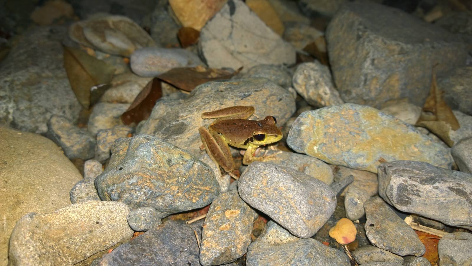 Stony-creek frog