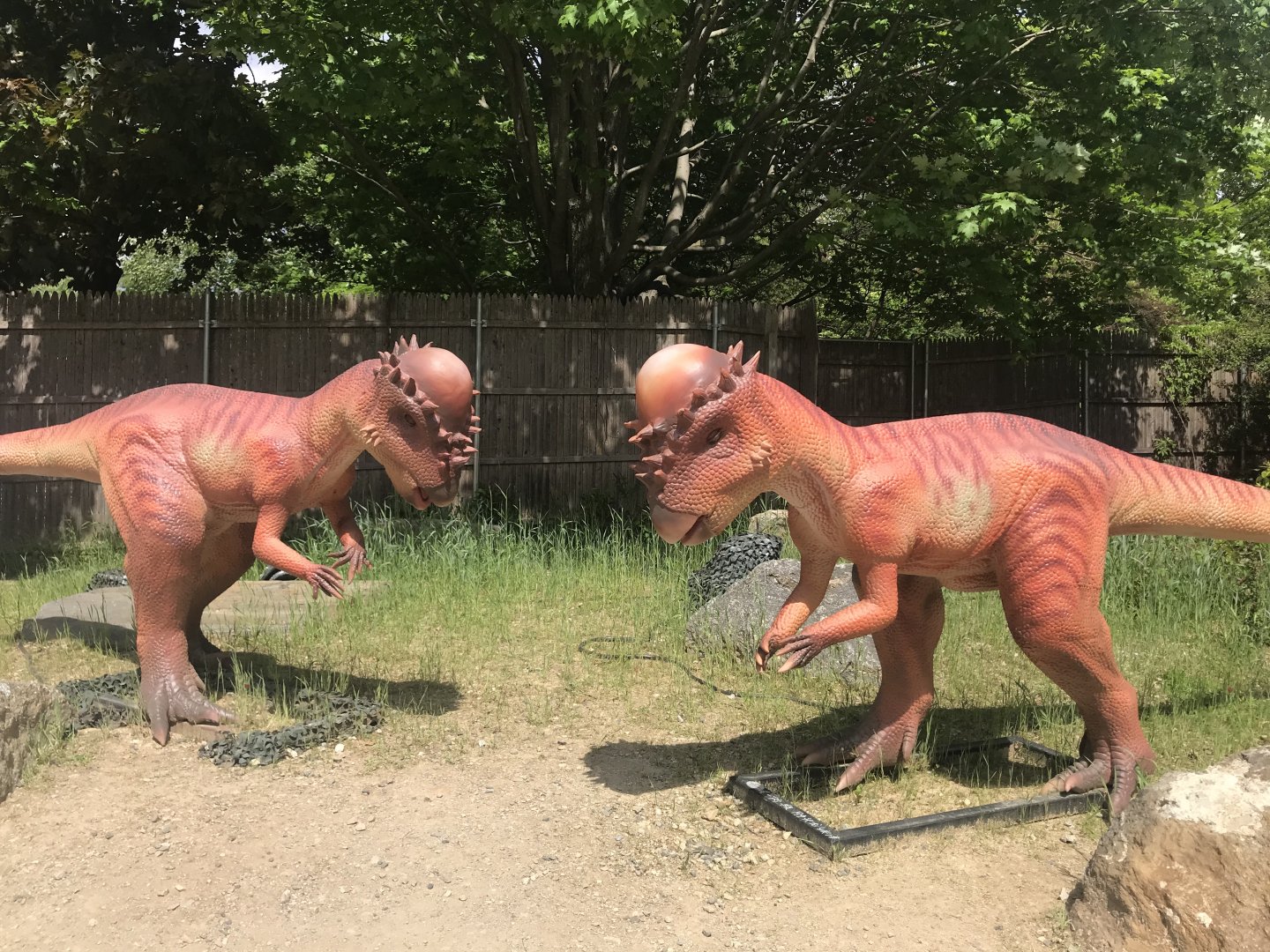 Stop 11: Pachycephalosaurus