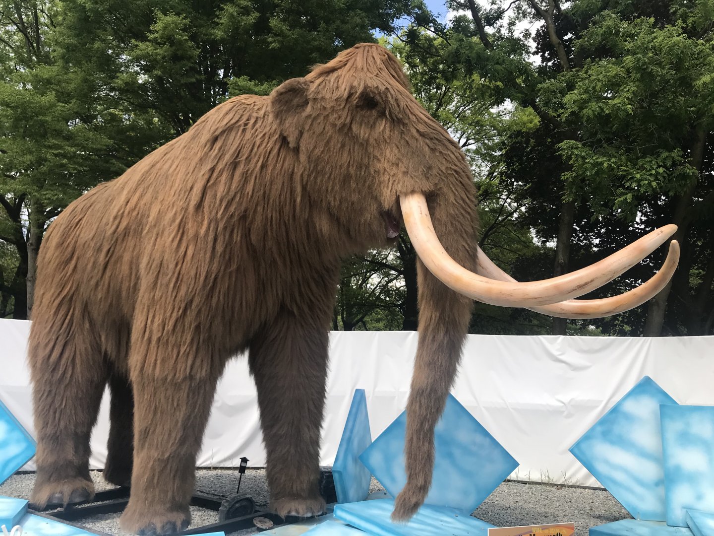 Stop 13: Woolly Mammoth