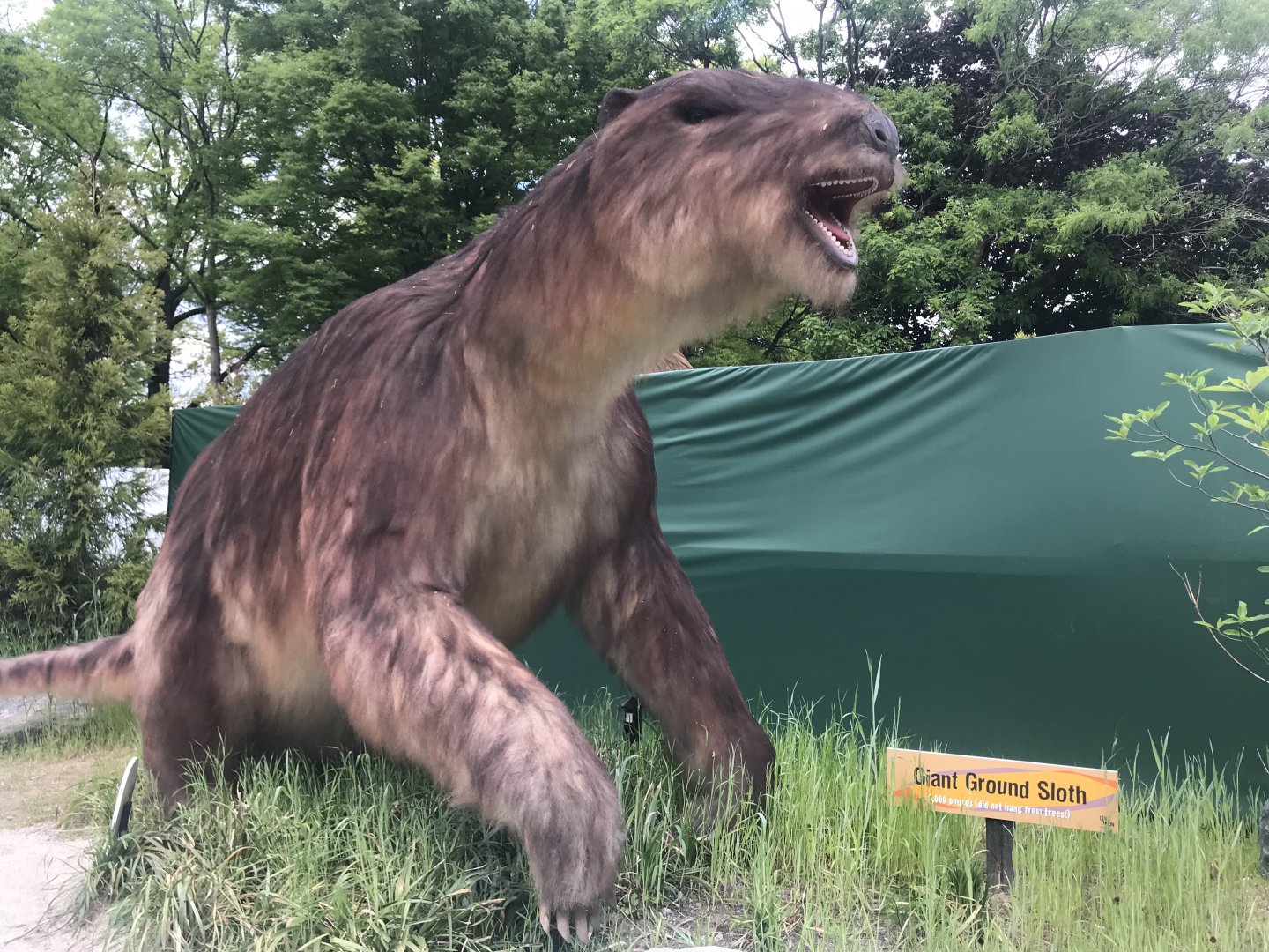 Stop 15: Giant Ground Sloth
