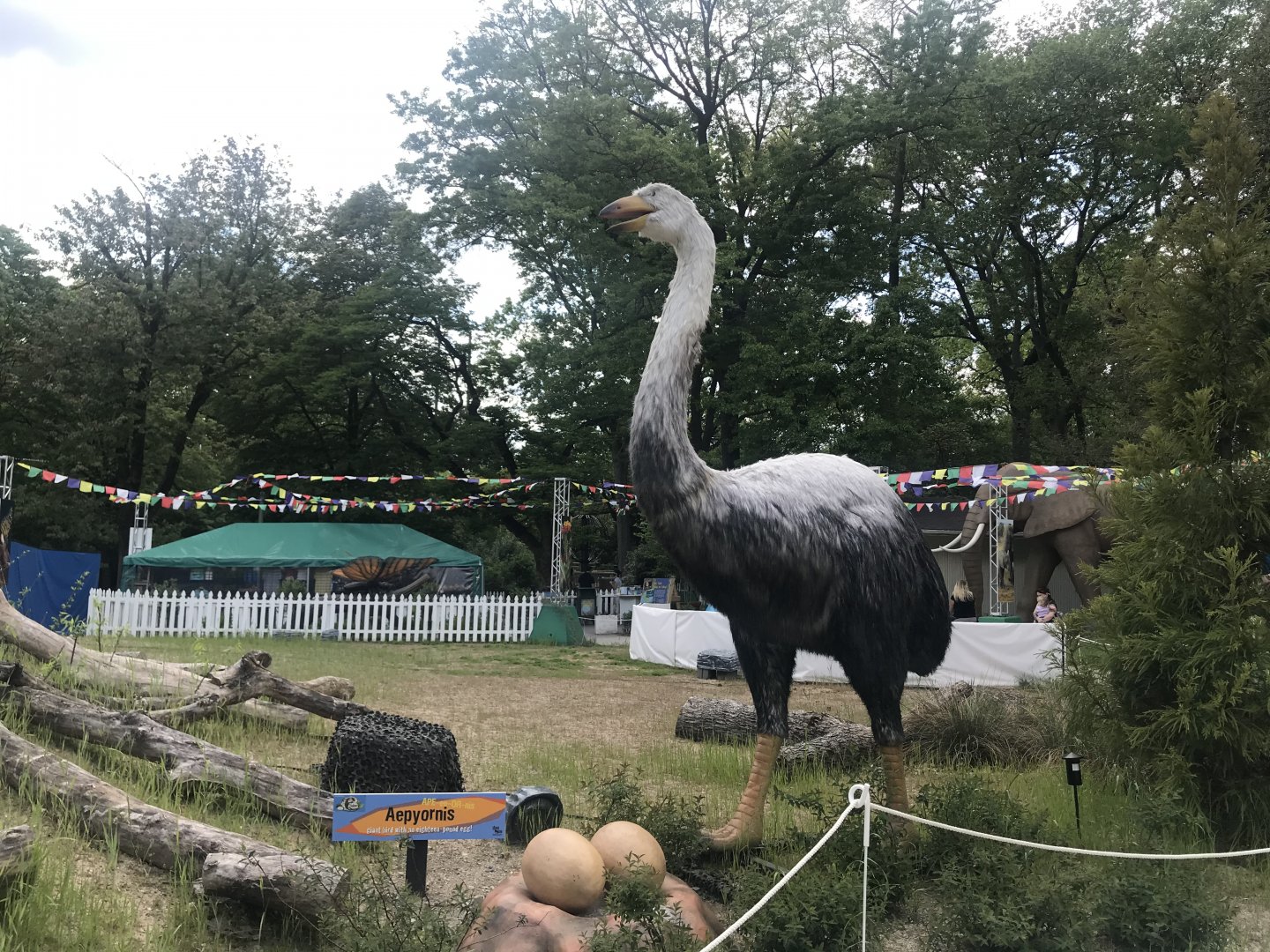 Stop 17: Aepyornis