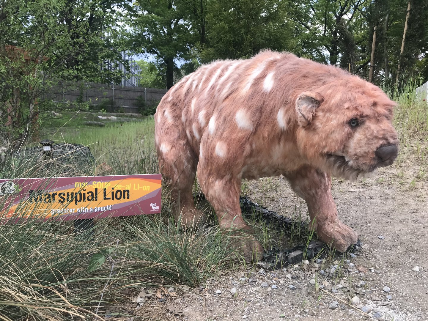 Stop 18: Thylacoleo