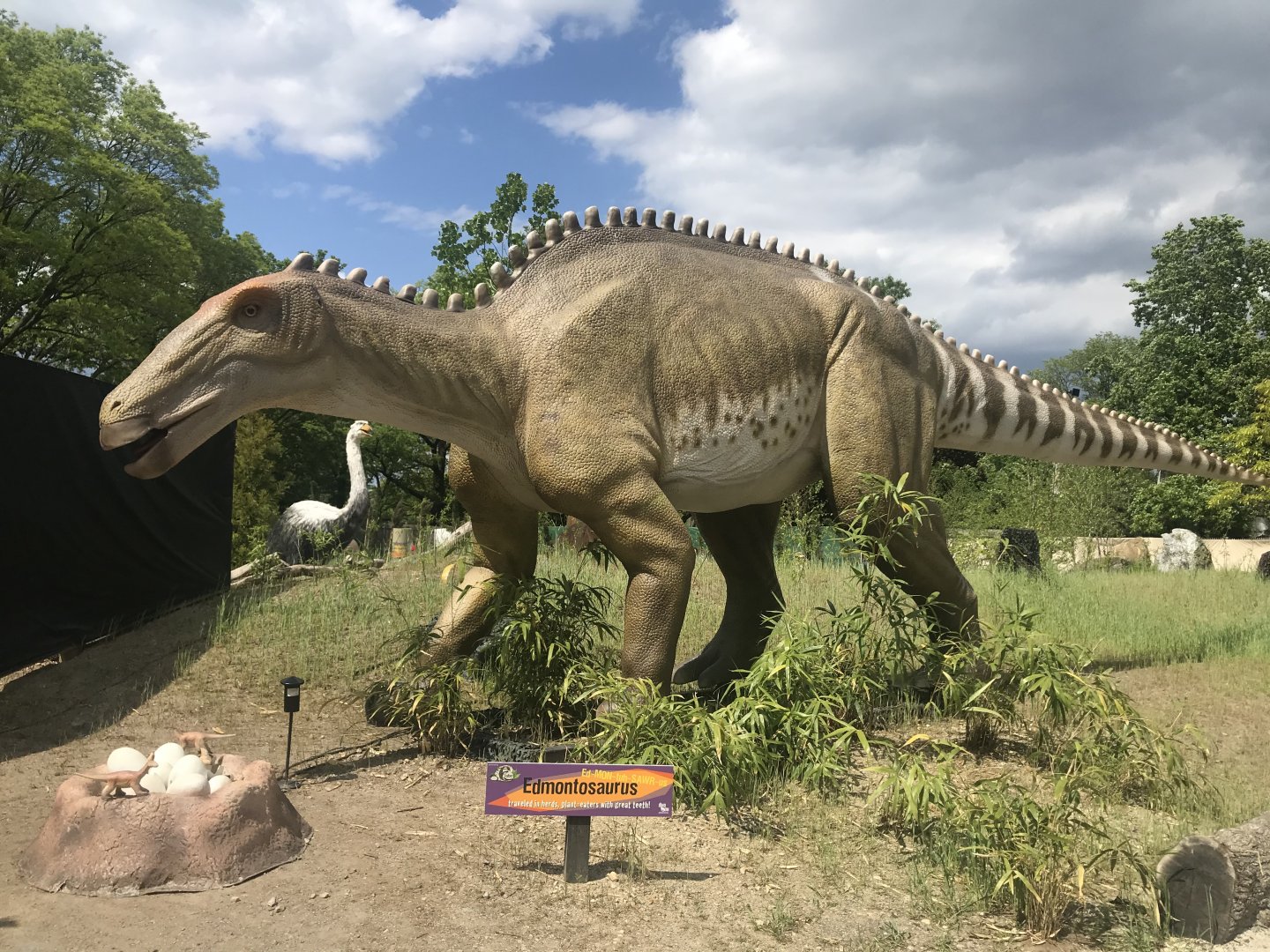 Stop 2: Edmontosaurus