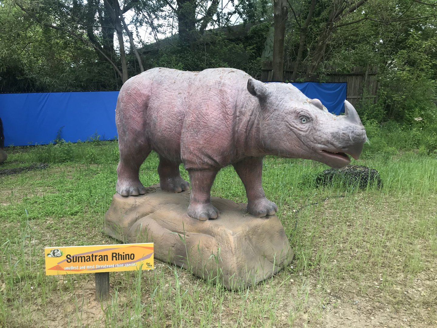 Stop 20: Sumatran Rhino