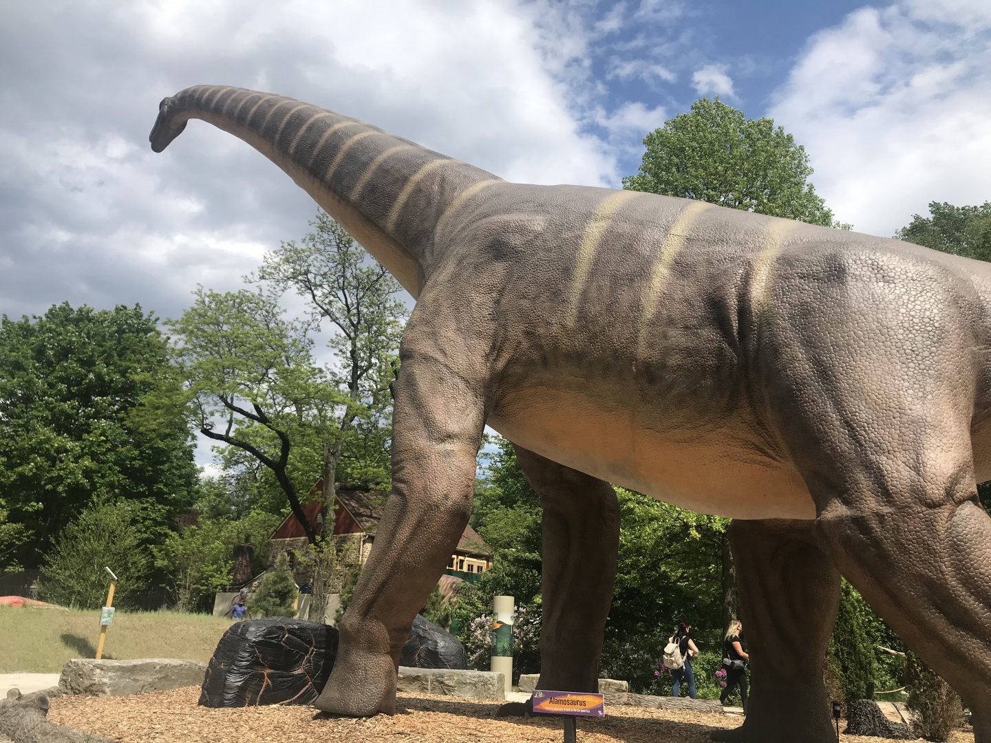 Stop 3: Alamosaurus