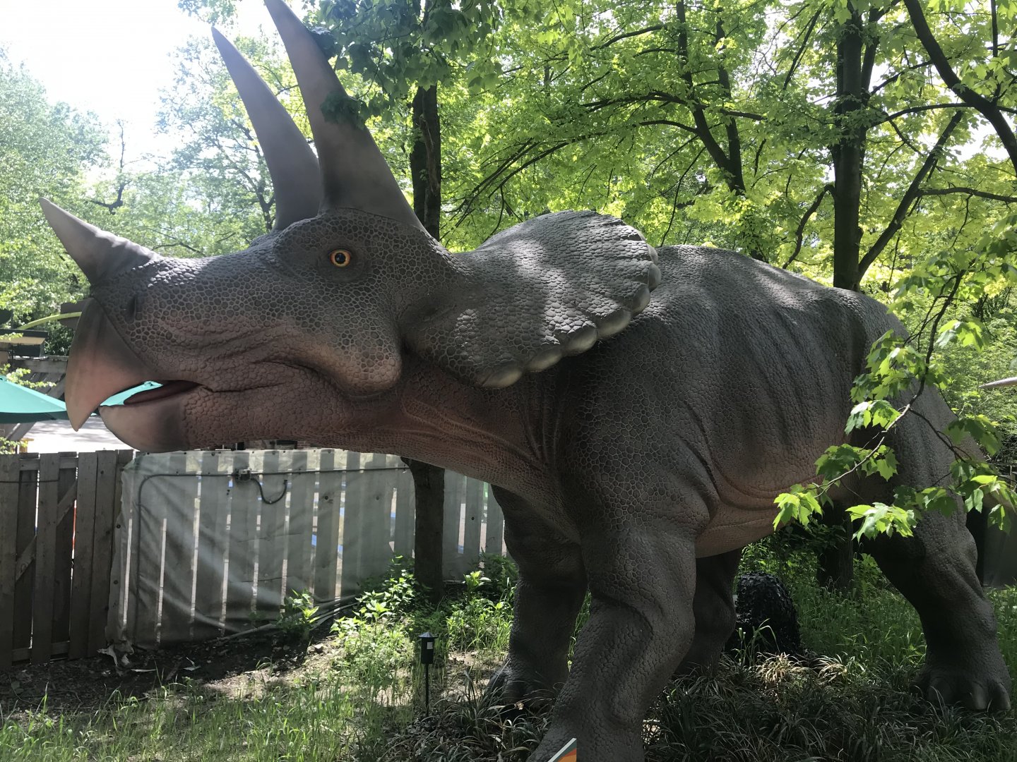 Stop 5: Triceratops