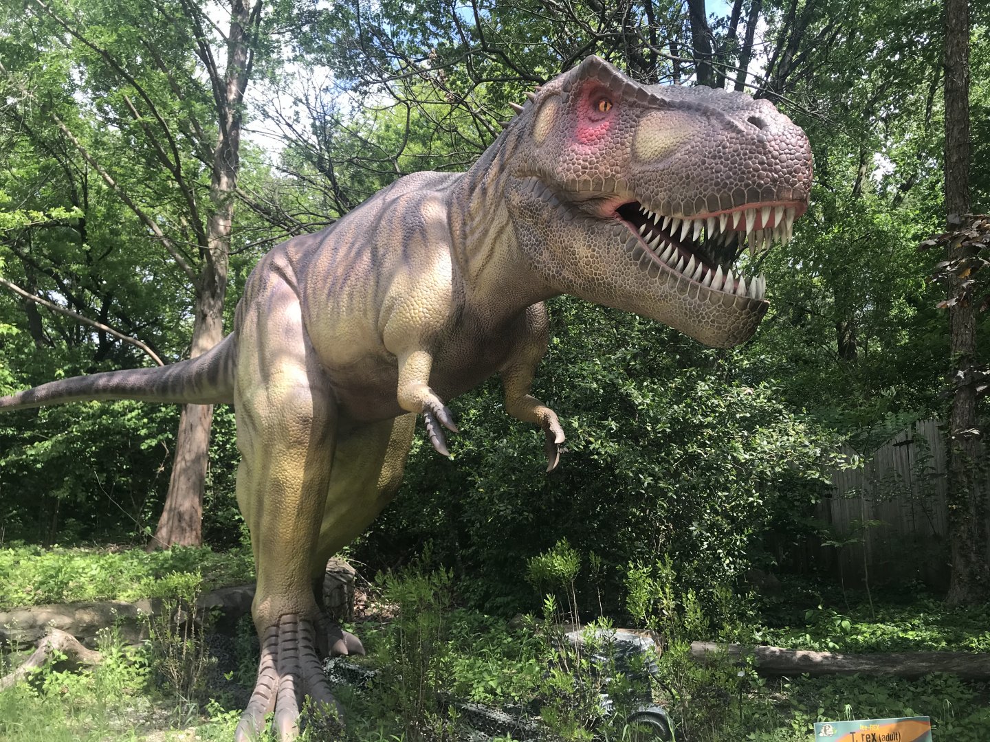 Stop 7: Tyrannosaurus rex